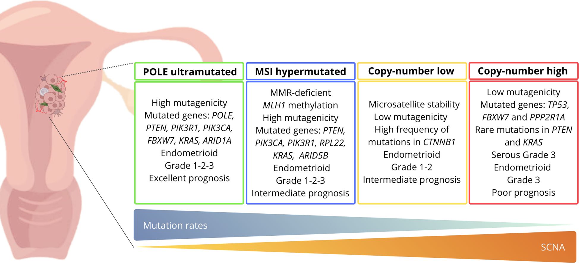 Diagram showing four subtypes of endometrial cancer linked to a uterine illustration. Categories include POLE ultramutated, MSI hypermutated, copy-number low, and copy-number high, each with distinct gene mutations, grades, and prognoses. A gradient bar indicates mutation rates, labeled SCNA.