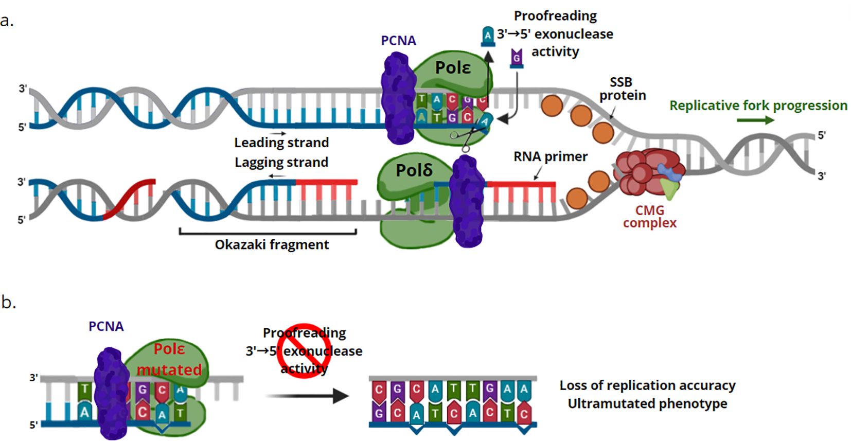 Diagram illustrating DNA replication. Part (a) shows the replication fork: the leading strand, lagging strand, RNA primer, and Okazaki fragment are labeled. Proteins PCNA, Pol ε, Pol δ, SSB, and CMG complex are indicated, with proofreading activity highlighted. Part (b) shows Pol ε mutated, with loss of proofreading and resulting in replication errors, labeled as “ultramutated phenotype.