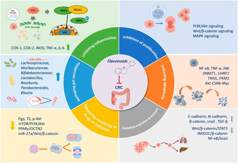 Diagram illustrating the effects of flavonoids on colorectal cancer (CRC). Flavonoids inhibit inflammation, proliferation, migration, and invasion, induce apoptosis, and reshape gut microbiota. Key pathways and markers like NRF2, KEAP1, PI3K/Akt, and Wnt/β-catenin are highlighted. Sections explain modulation of drugs, radiation sensitivity, and specific gut bacteria influenced by flavonoids.