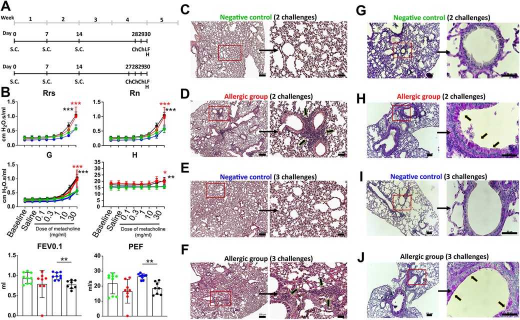 Panel A shows experimental timelines for allergen challenges over five weeks. Panel B displays graphs comparing respiratory parameters (Rrs, Rn, G, and H) after methacholine exposure. Panels C to F depict lung tissue histology, with negative control and allergic groups undergoing two or three challenges. Panels G to J show airway wall thickening with higher magnification, featuring negative control and allergic groups with two or three challenges. Black and green arrows indicate structural differences. Statistical significance is noted by asterisks.