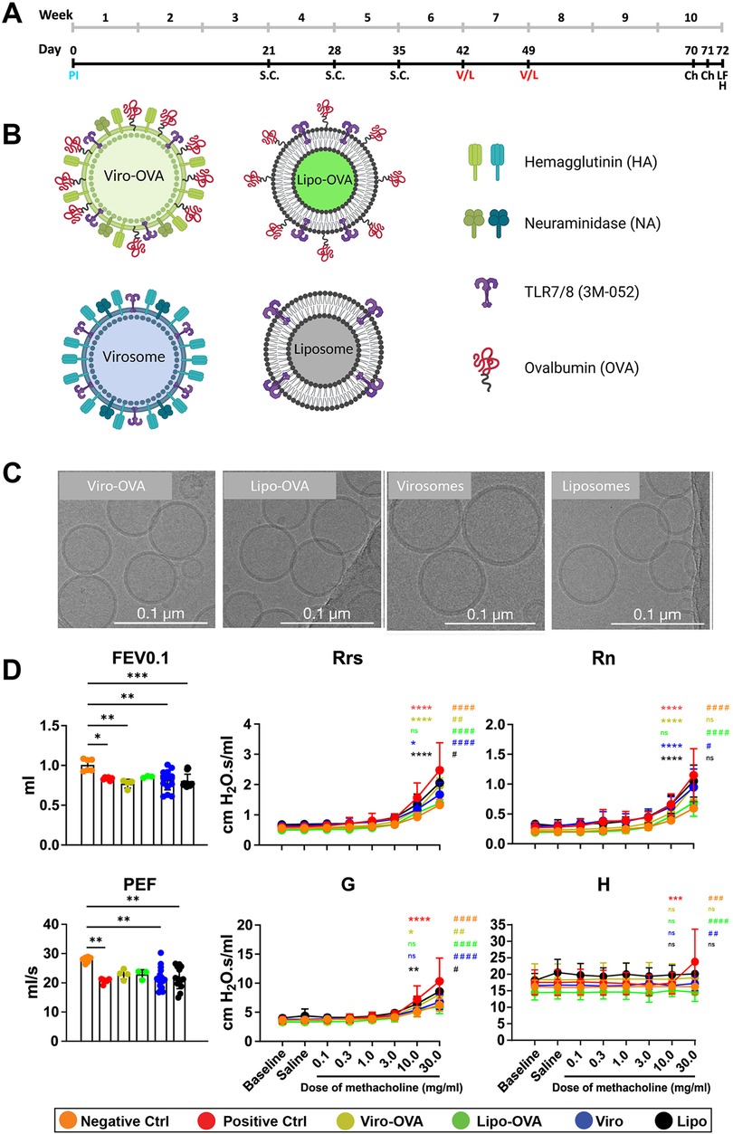 Bar charts display the frequency of CD45+ cells in lung and BALF samples across various immune cell types: eosinophils, neutrophils, IM, AM, conventional DC, and DC subsets. Different groups are represented by colored dots: green for PBS, red for OVA(2), blue for PBS, OVA(2), and black for OVA(3). Statistical significance is indicated by asterisks, with more asterisks denoting higher significance levels.