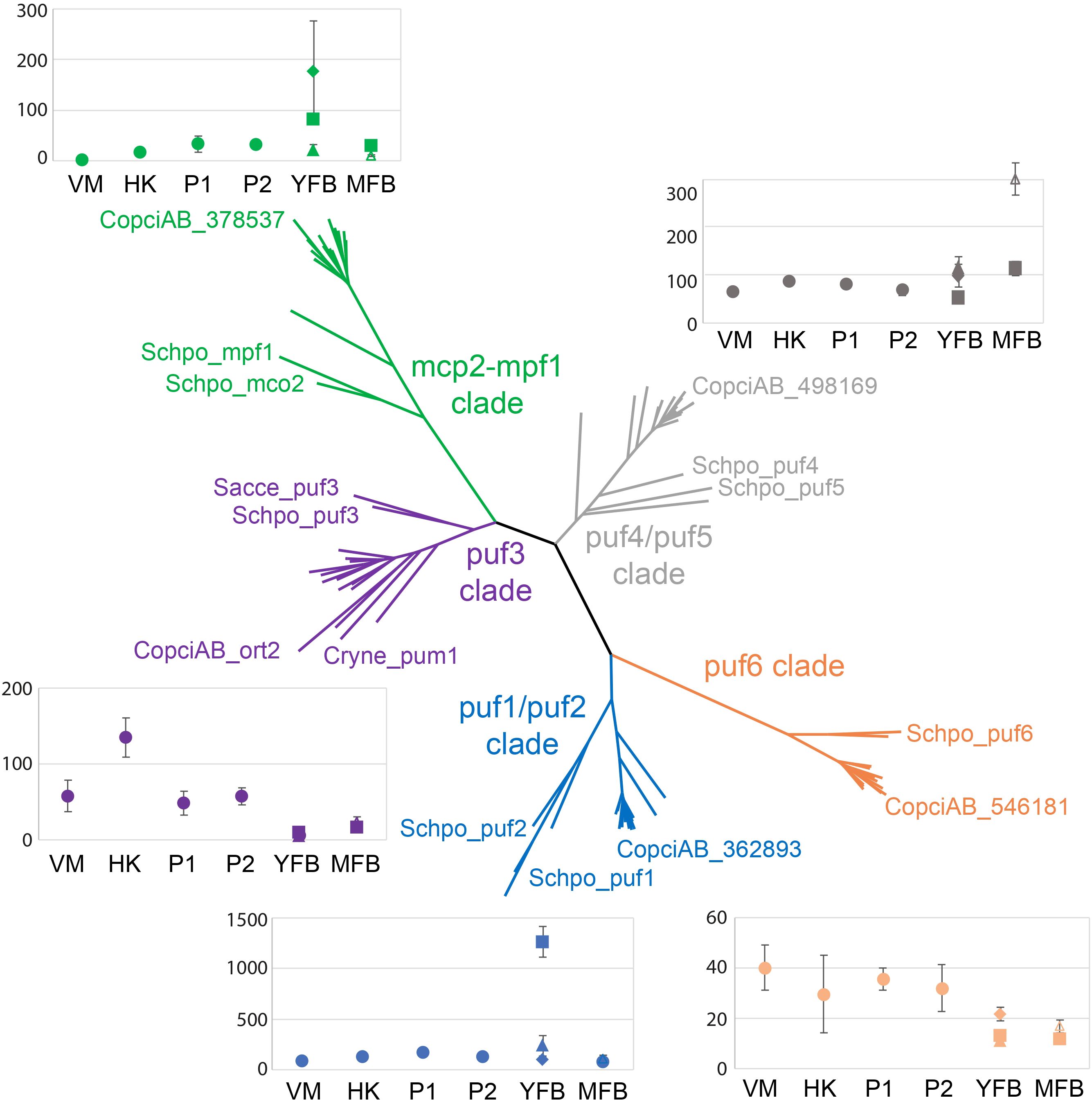 Phylogenetic tree highlighting different clades in various colors: green for “mcp2-mpf1” clade, purple for “puf3” clade, blue for “puf1/puf2” clade, orange for “puf6” clade, and gray for “puf4/puf5” clade. Surrounding graphs show data variability across conditions VM, HK, P1, P2, YFB, and MFB with species names like CopciAB, Schpo, Sacce, and Cryne annotated in matching colors.