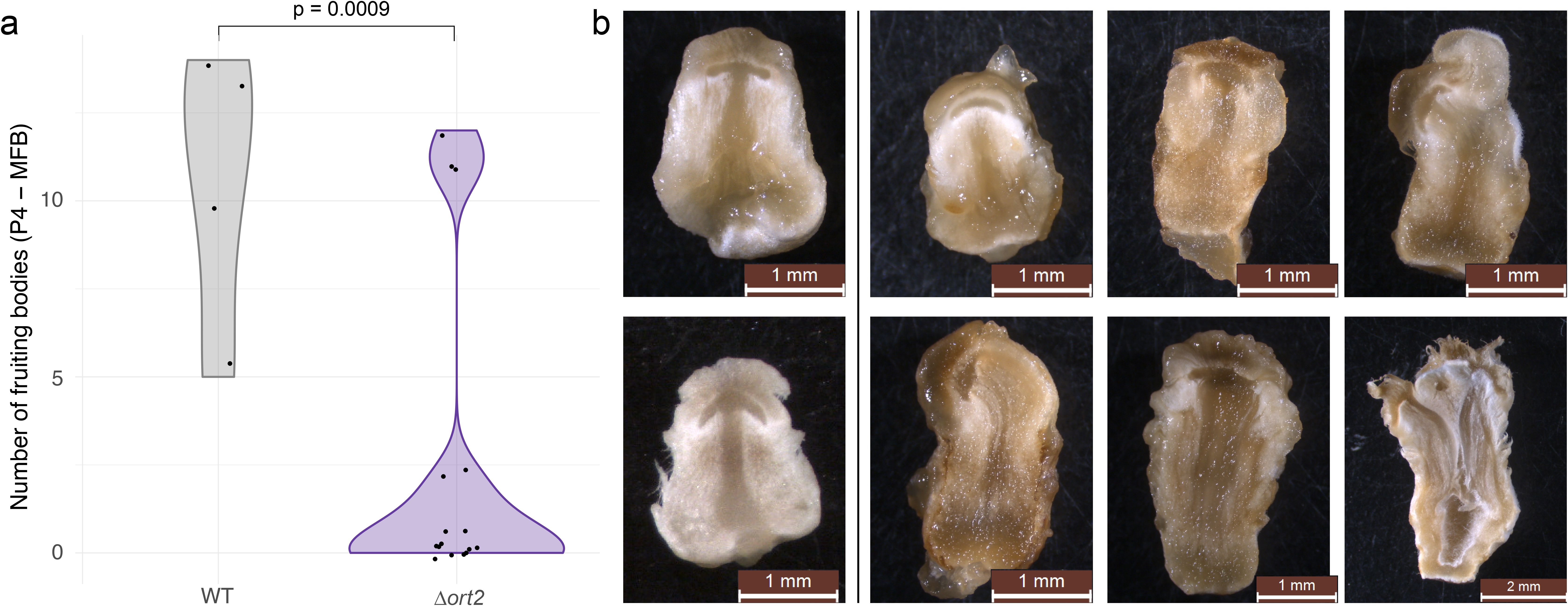 Violin plot on the left compares the number of fruiting bodies between WT and Δort2, showing a significant difference (p = 0.0009). Images on the right depict eight different samples of fruiting bodies, each with a scale bar indicating size, ranging from 1 millimeter to 2 millimeters.