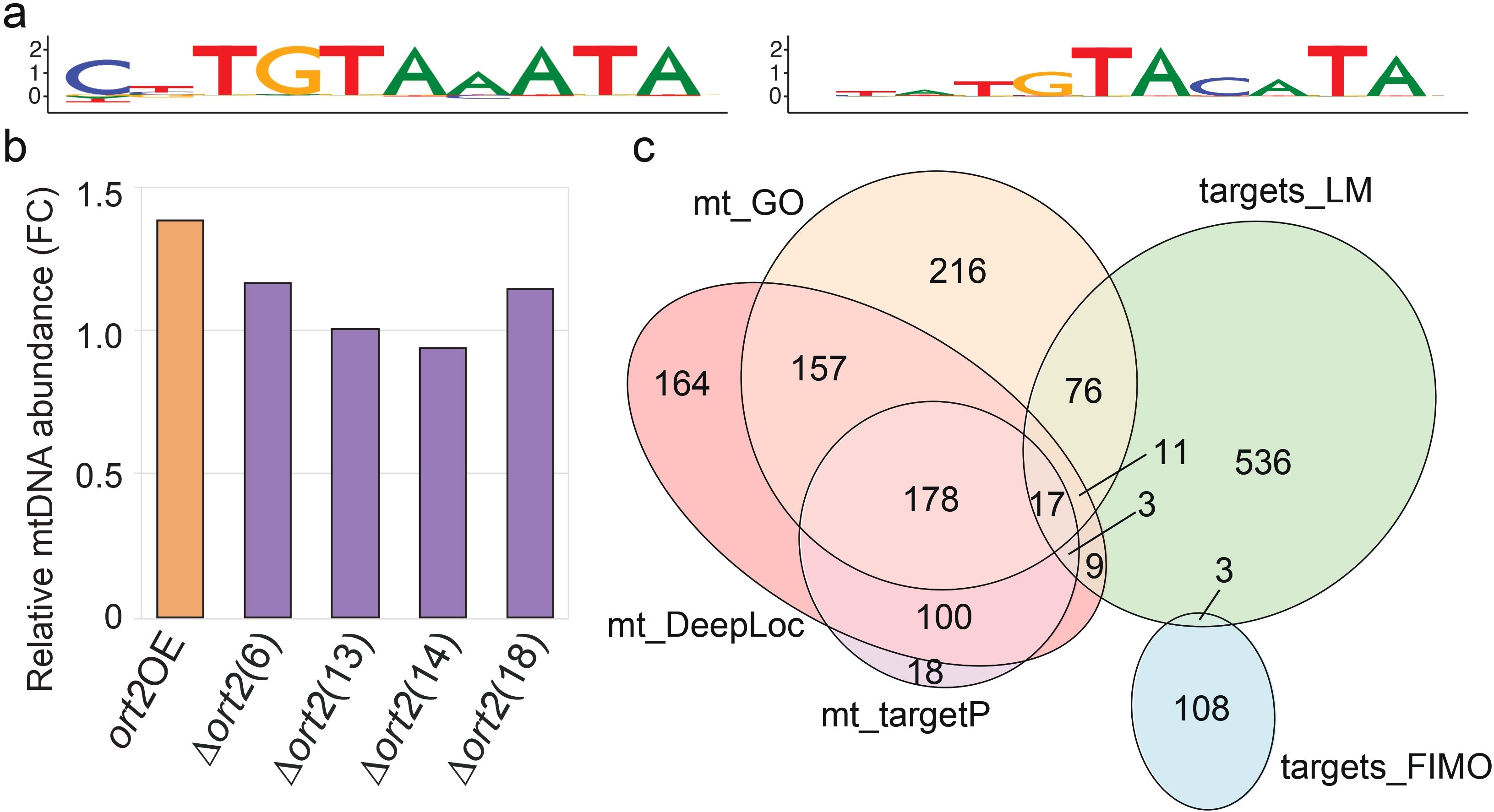 Panel A shows sequence logos of DNA motifs with nucleotide heights indicating their relative frequency. Panel B is a bar chart displaying relative mitochondrial DNA abundance for different genetic variants, with ort2OE showing the highest level. Panel C is a Venn diagram illustrating the overlap of different datasets, labeled mt_GO, mt_DeepLoc, mt_targetP, targets_LM, and targets_FIMO, with various intersections quantified.