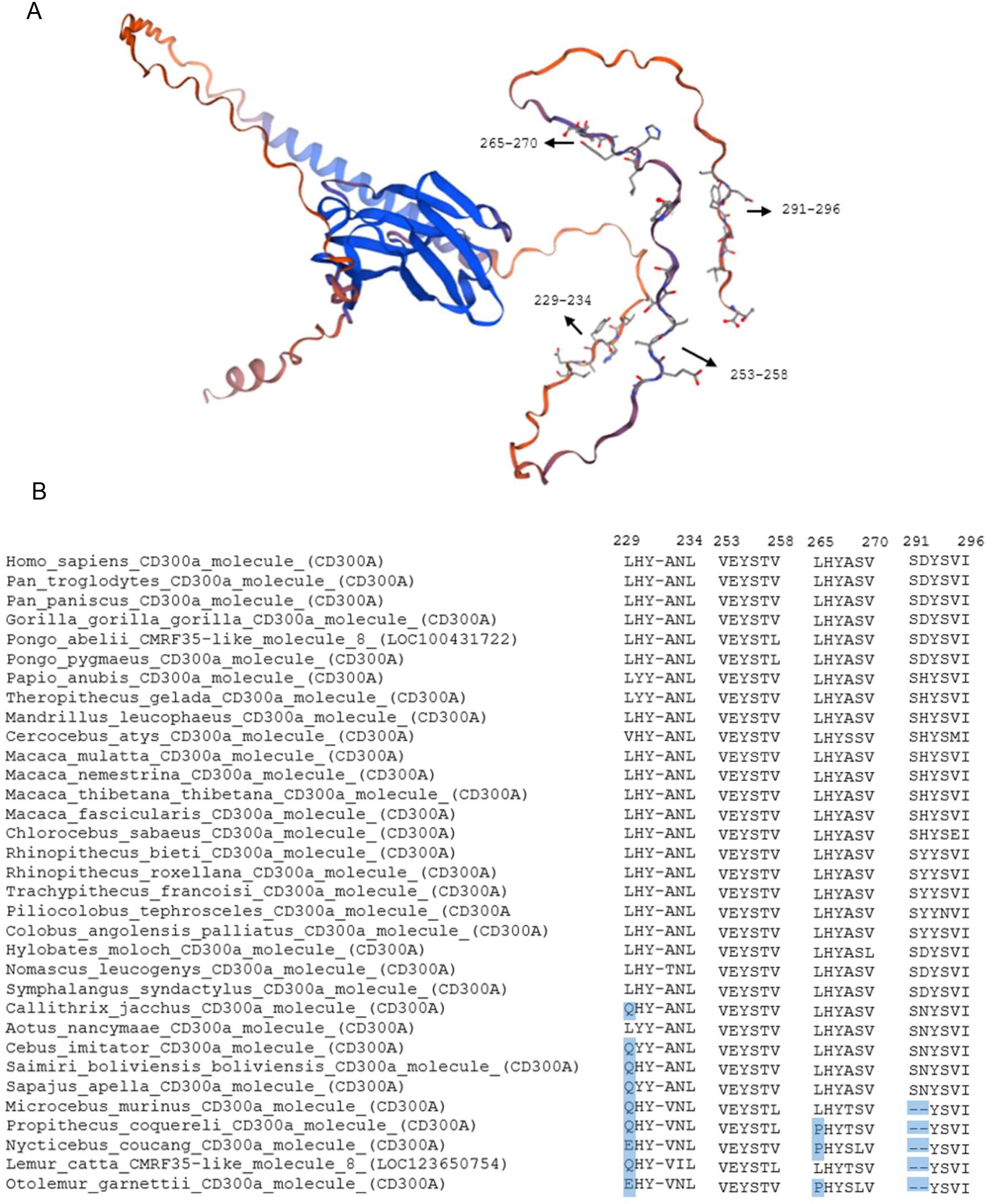Figure illustrating the structural model of human CD300A and the conservation of its ITIM motifs across primates. Panel A shows the 3D structure of CD300A with black arrows marking the four immunoreceptor tyrosine-based inhibitory motifs (ITIMs), labeled with their amino acid positions (229-234, 253-258, 265-270, and 291-296) in the human sequence. Panel B displays a multiple sequence alignment of ITIM regions from various primate species, with human positions indicated above. Gaps in the alignment are shown as dashes, highlighting conservation of the tyrosine residues and variation at surrounding positions across species.