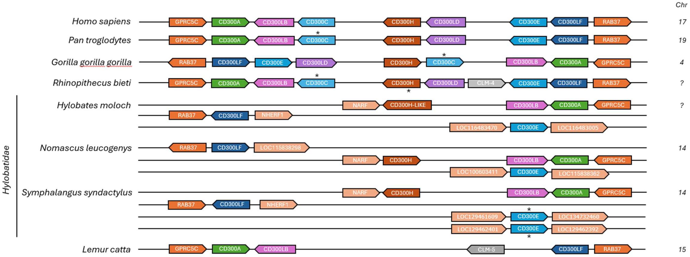 Diagram showing the chromosomal organization of the CD300 gene family in multiple primate species compared to the human CD300 complex. Each row represents a species, with a horizontal line labeled by its chromosome number indicating the location of CD300 genes and neighboring markers. Colored blocks represent individual genes. Asterisks mark genes annotated as pseudogenes in the NCBI database or identified as such by alignment analysis. The figure emphasizes major rearrangements in the Hylobatidae lineage and independent CD300C loss events in other species, such as Lemur catta.