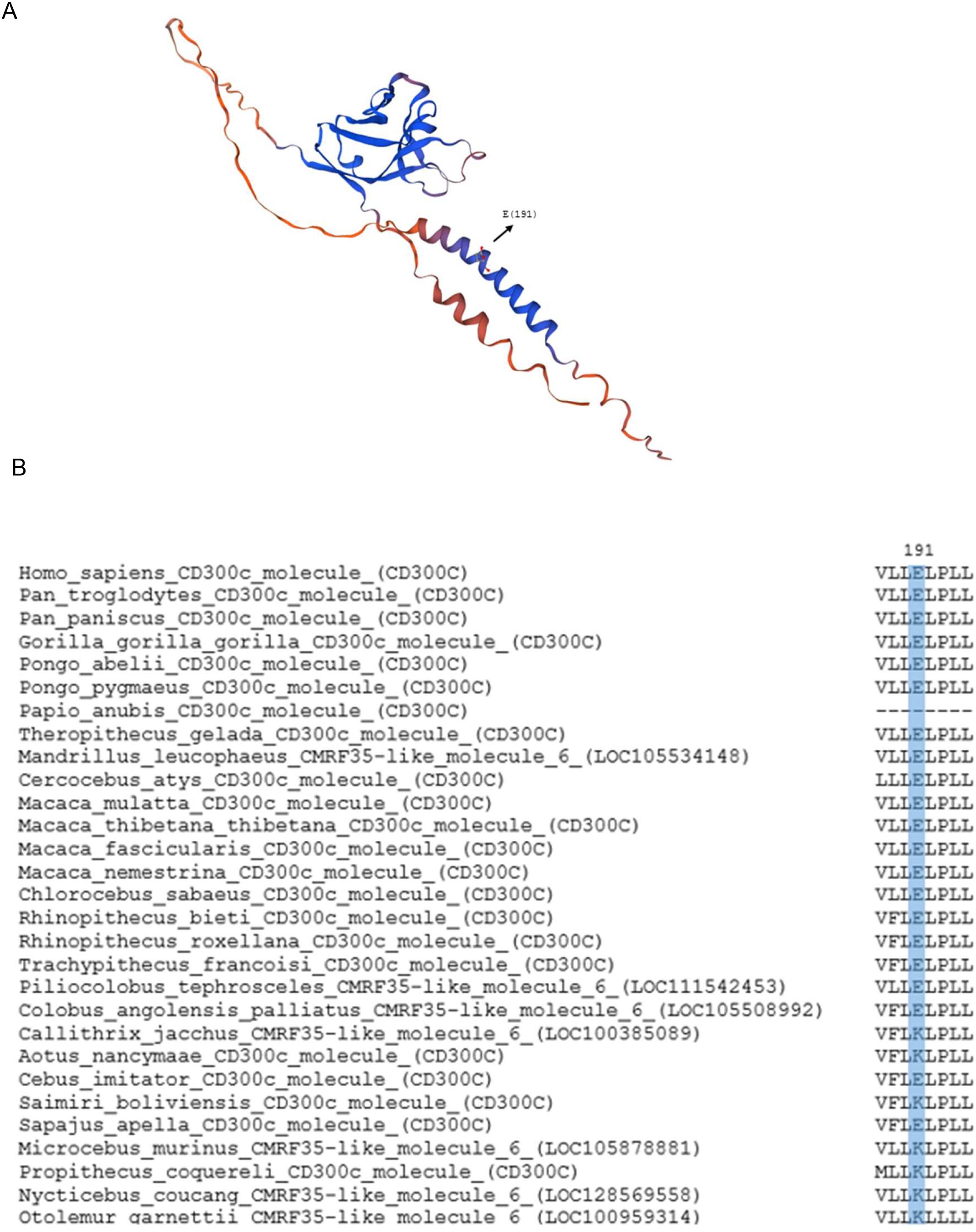 Figure showing the structural model of human CD300C and the conservation of its charged residue in the transmembrane domain. Panel A depicts the 3D structure of CD300C, with a black arrow marking the glutamic acid residue at position 191 (E191), essential for adaptor protein interaction and activating signaling. Panel B presents a multiple sequence alignment of the CD300C transmembrane segment across primate species, highlighting the site corresponding to E191 in humans. Variants at this position, including substitutions, are shown across species to emphasize evolutionary changes in this functional residue.