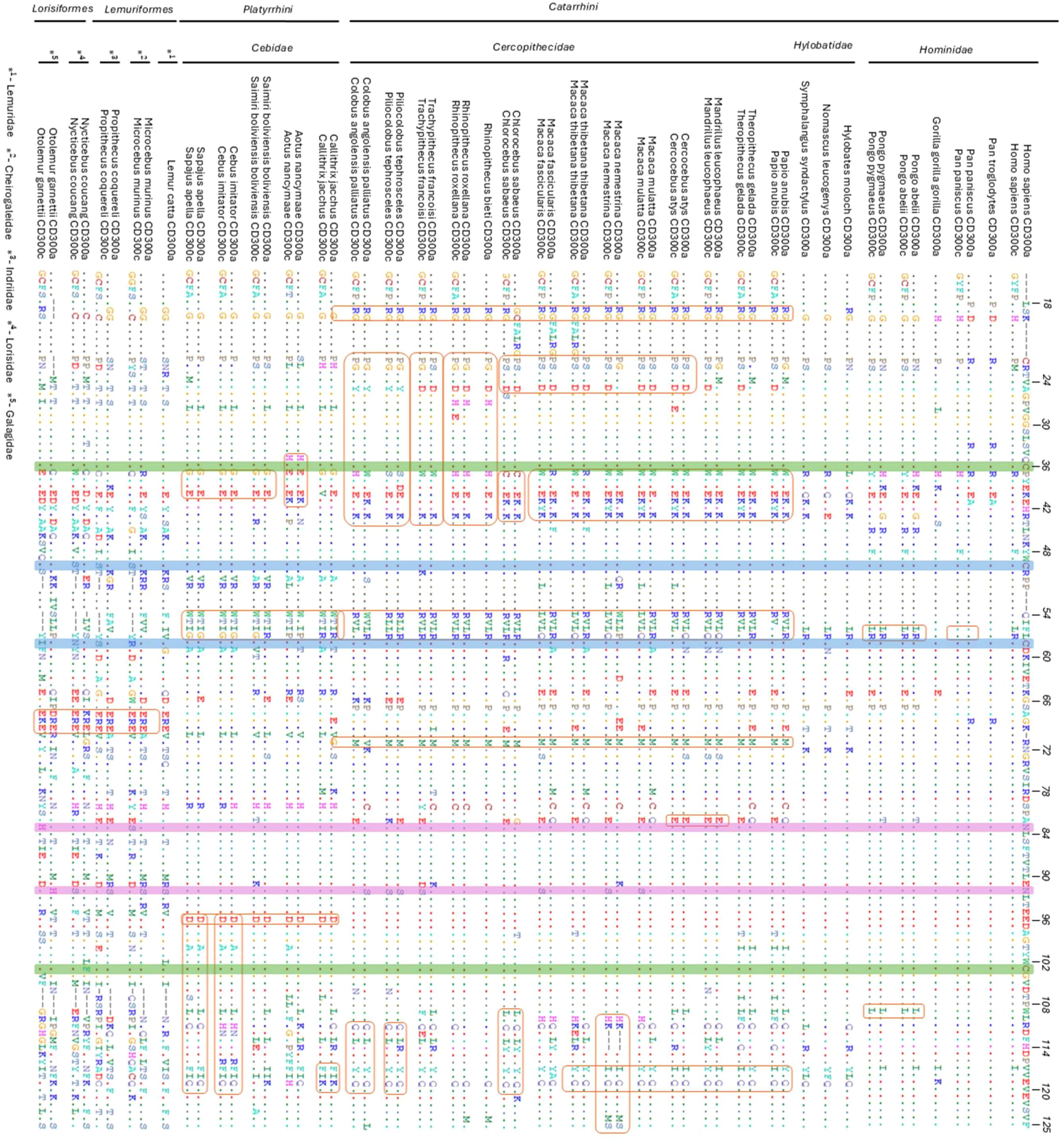 Figure presenting multiple sequence alignments of the most conserved extracellular region of CD300A and CD300C across primate species. All sequences are aligned relative to human CD300A to evaluate conservation and potential gene conversion events. Identical residues to human CD300A are shown as dots, and sequence gaps are represented by dashes. Orange boxes highlight regions with evidence of possible gene conversion between CD300A and CD300C. Blue and green boxes indicate conserved cysteines forming disulfide bonds, and pink boxes mark predicted N-glycosylation sites. CD300C sequences are absent in species where the gene has been pseudogenized.