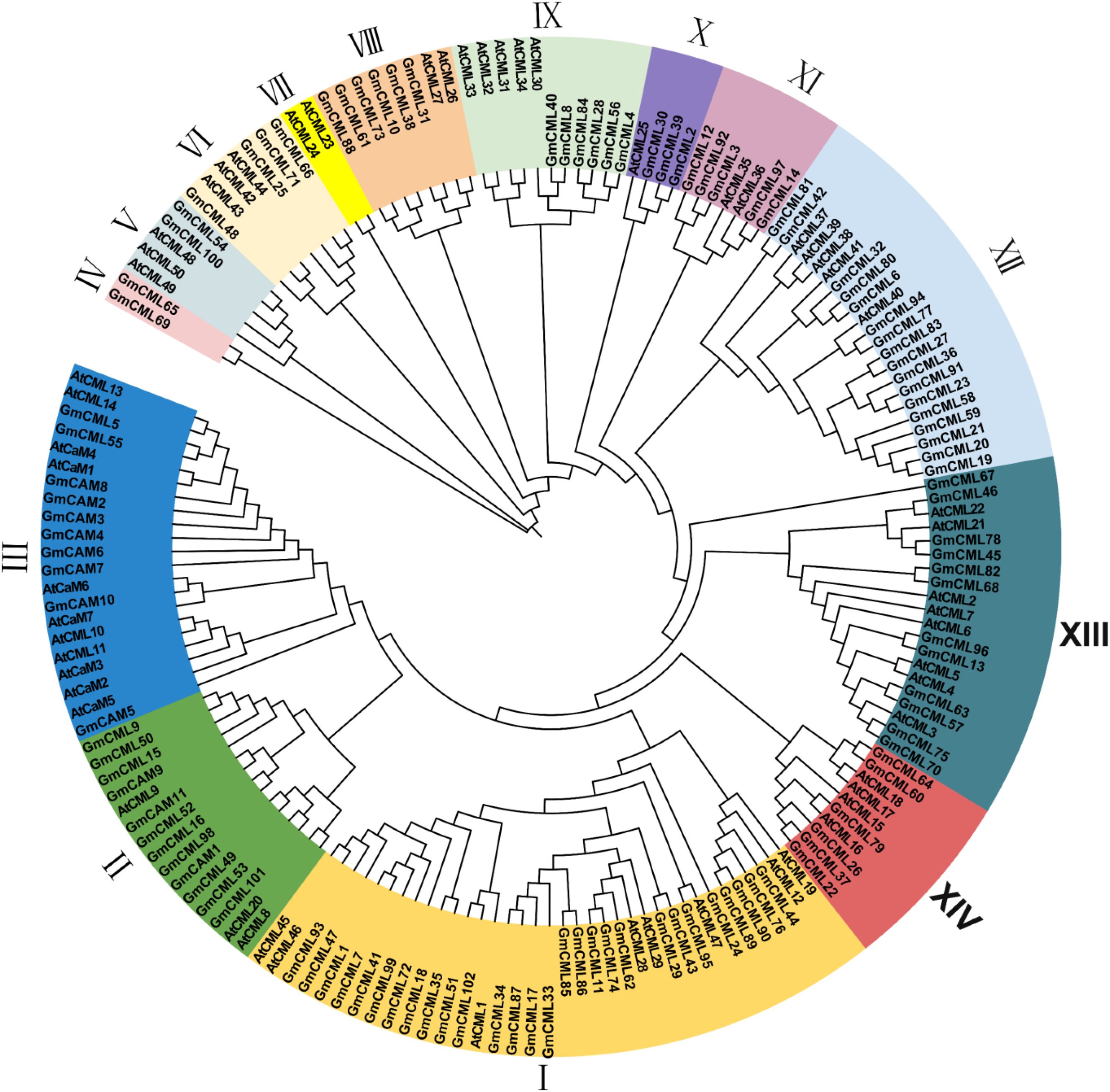 Circular phylogenetic tree diagram displaying gene families labeled from I to XIV. Each segment is colored differently, highlighting distinct clusters of genes. Labels like “AtCML13” and “GmCML47” indicate examples of genes within clusters.