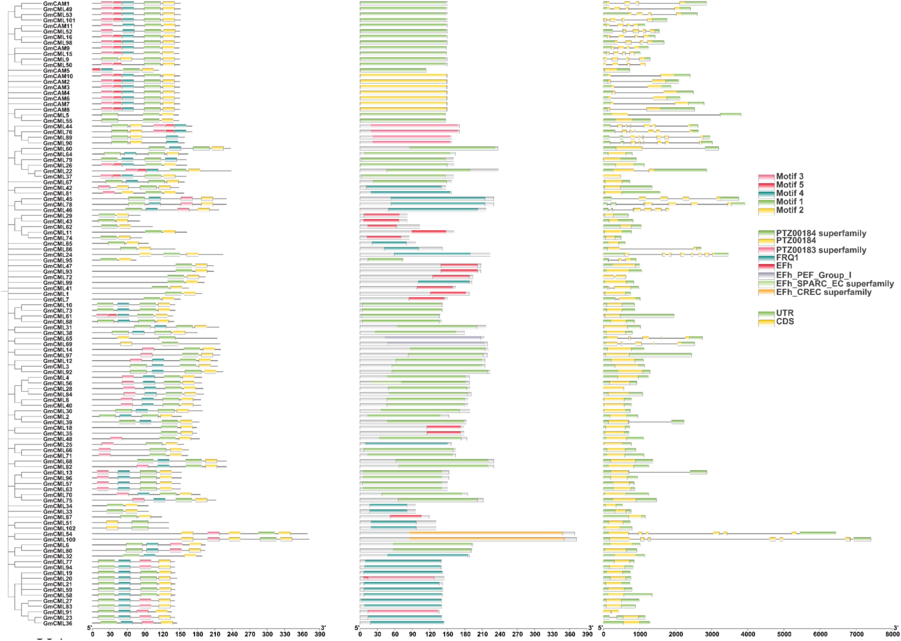 Dendrogram with three panels displaying colored bars representing motifs and protein superfamilies across genes labeled as GmCML. A legend on the right indicates colors for motifs three to five, motifs one and two, and various protein superfamilies. Ranges are given at the bottom in numerical scale across the panels.