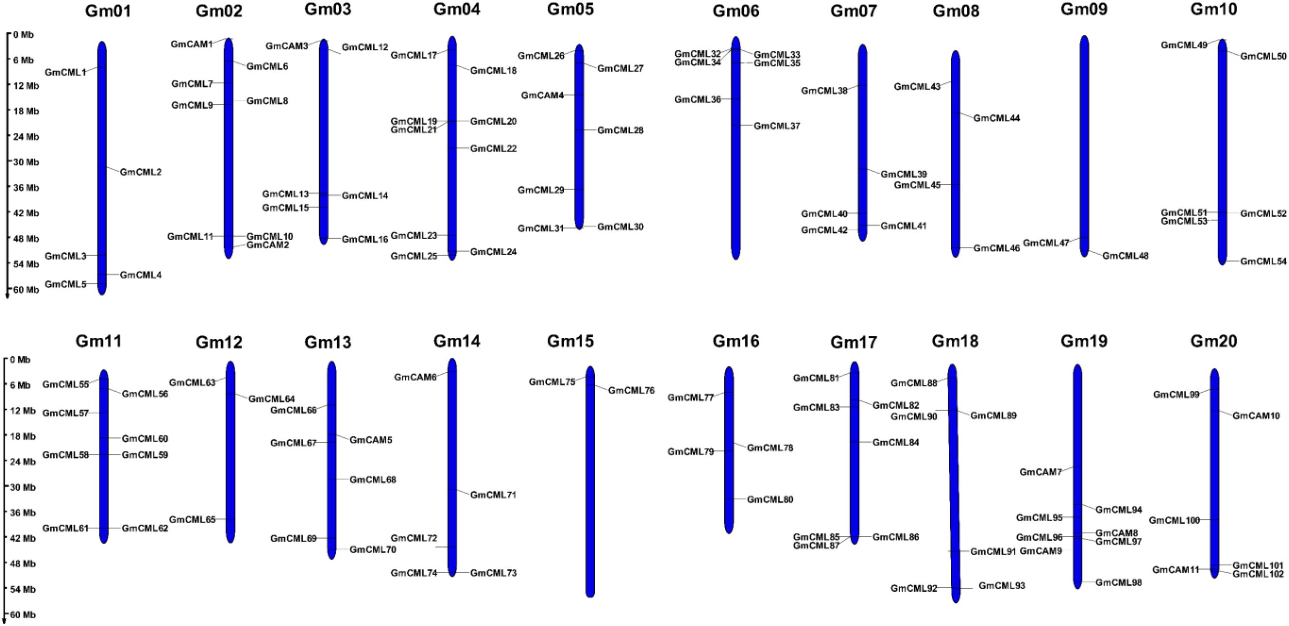Diagram featuring twenty blue vertical bars labeled from Gm01 to Gm20, each representing a chromosome. Gene markers such as GmCML and GmCAM are annotated along each bar with specific positions marked in megabases (Mb).