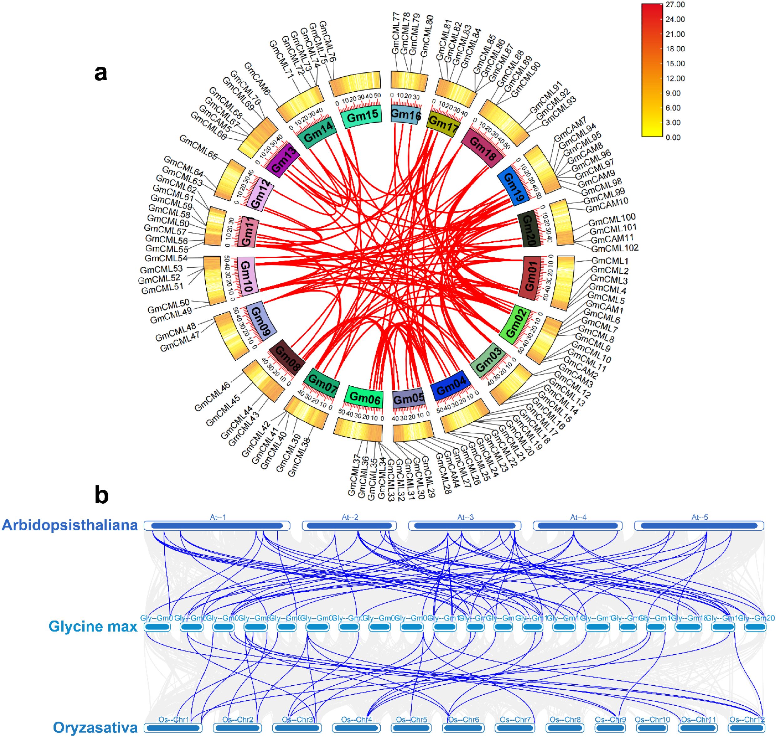Diagram consisting of two parts: (a) A circular visualization depicting gene connections with red lines, highlighting Gm07 and other genes. Corresponding gene numbers are listed around the circle. A color scale from yellow to red indicates intensity levels. (b) A comparative gene interaction chart displaying connections between Arabidopsis thaliana, Glycine max, and Oryza sativa. Blue lines indicate gene synteny across the species, marked as At for Arabidopsis, Gm for Glycine, and Os for Oryza.