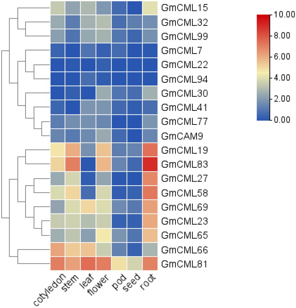 Heatmap depicting expression levels of various GmCML and GmCAM genes across different plant tissues: cotyledon, stem, leaf, flower, pod, seed, and root. A color gradient from blue (low expression) to red (high expression) is used. There is a dendrogram on the side to show clustering of gene expression patterns.