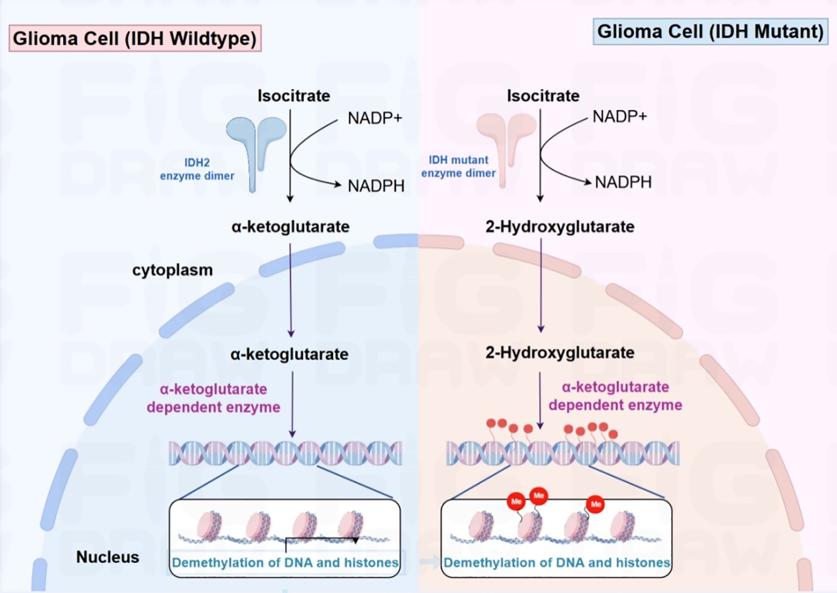 Comparison of metabolic pathways in glioma cells. On the left, IDH wildtype converts isocitrate to α-ketoglutarate using NADP+, leading to DNA and histone demethylation. On the right, IDH mutant converts isocitrate to 2-hydroxyglutarate, affecting DNA and histone demethylation due to altered enzyme activity. Each pathway proceeds from the cytoplasm to the nucleus, highlighting differences in molecular interactions and enzyme functions.