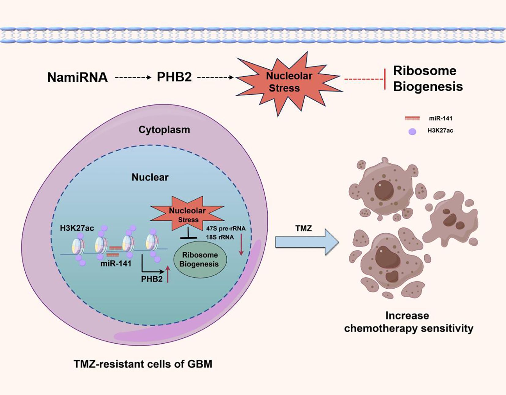 Diagram illustrating the mechanism in TMZ-resistant GBM cells. H3K27ac and miR-141 in the nucleus influence PHB2 expression, causing nucleolar stress and inhibiting ribosome biogenesis. This enhances sensitivity to TMZ treatment and chemotherapy by increasing nucleolar stress and altering ribosome production, depicted in the final zone of the diagram.