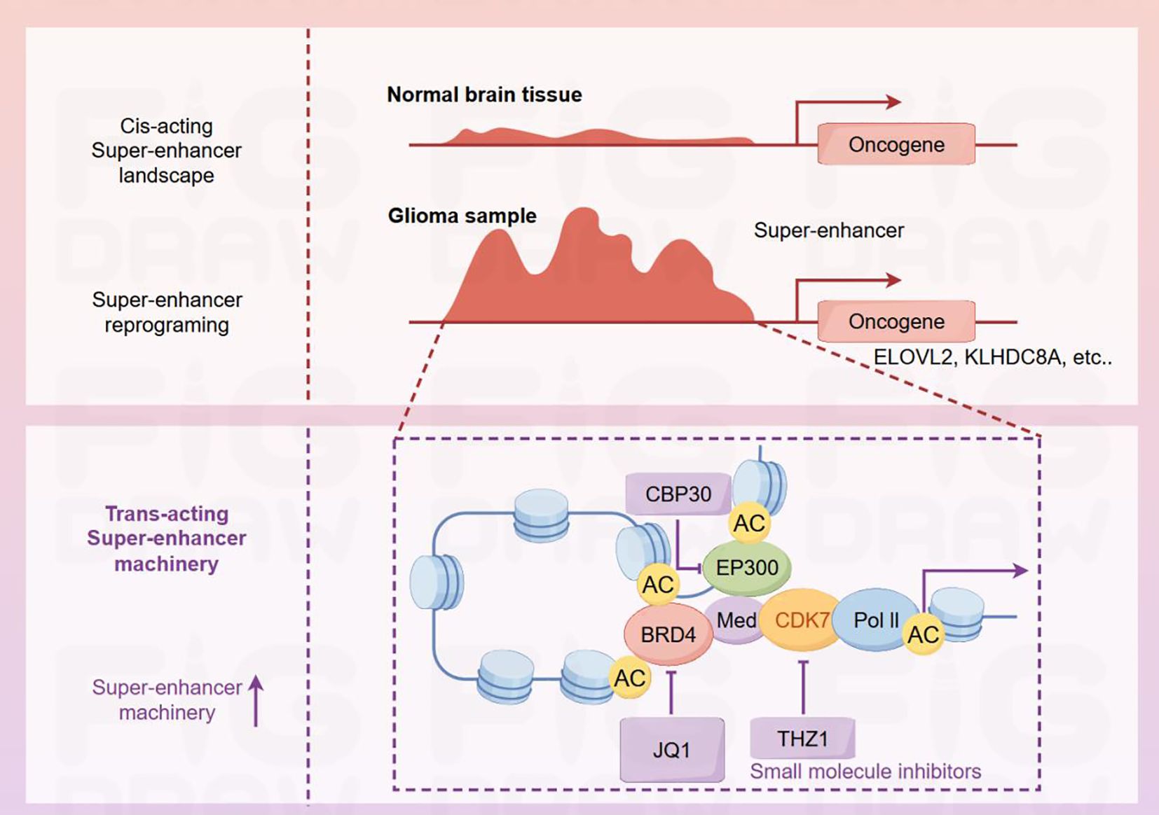 Diagram showing the cis-acting super-enhancer landscape and trans-acting super-enhancer machinery. The top section compares super-enhancer activity in normal brain tissue with a glioma sample, highlighting oncogenes and specific genes such as ELOVL2 and KLHDC8A. The bottom section illustrates the super-enhancer machinery with molecules like CBP30, EP300, BRD4, CDK7, and Pol II, including inhibitors JQ1 and THZ1.