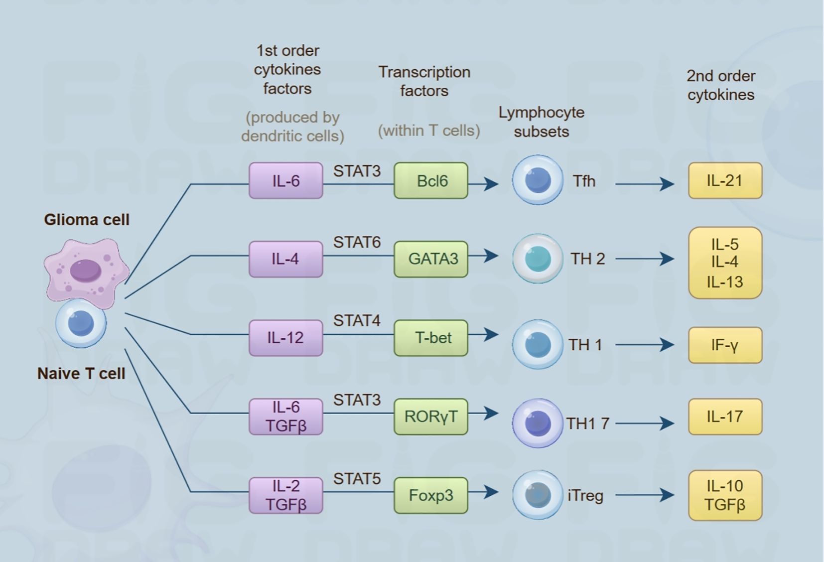Diagram illustrating cytokine signaling pathways in T cells. Glioma and naive T cells receive various cytokines, leading to transcription factor activation and lymphocyte subset differentiation. IL-6 activates STAT3 to form Tfh, producing IL-21. IL-4 activates STAT6 forming TH2, producing IL-5, IL-4, and IL-13. IL-12 activates STAT4 forming TH1, producing IF-γ. IL-6 and TGFβ activate STAT3 forming TH17, producing IL-17. IL-2 and TGFβ activate STAT5 forming iTreg, producing IL-10 and TGFβ.