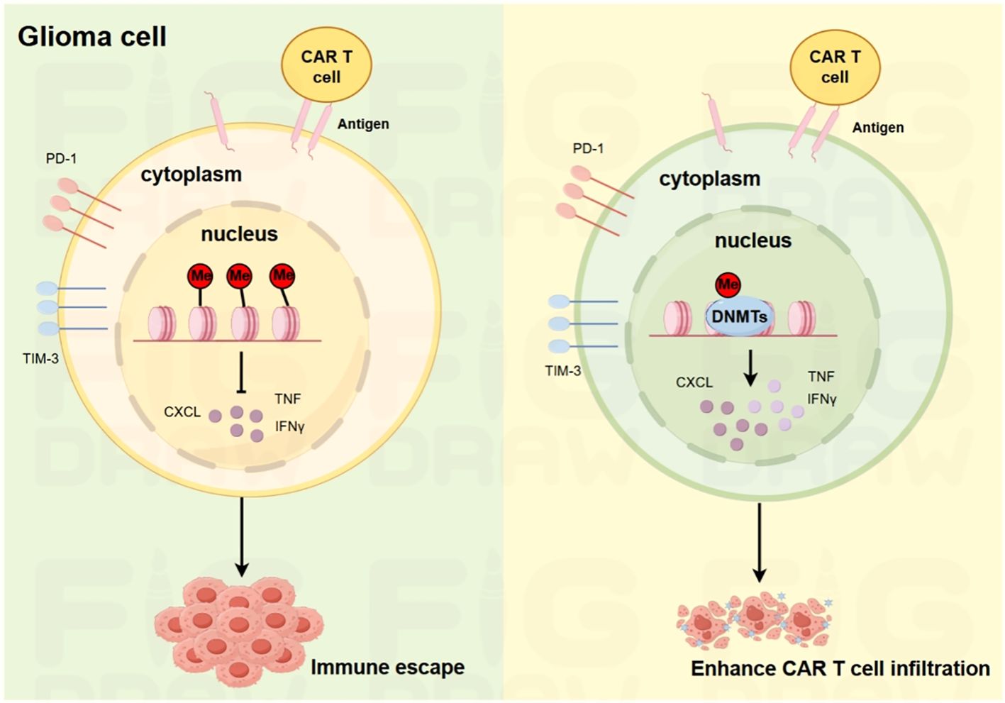 Diagram comparing two glioma cell states. Left panel shows immune escape with unmethylated DNA regulating PD-1, TIM-3, CXCL, TNF, IFNγ. Right panel shows enhanced CAR T cell infiltration with DNA methylation via DNMTs, affecting the same proteins and pathways.