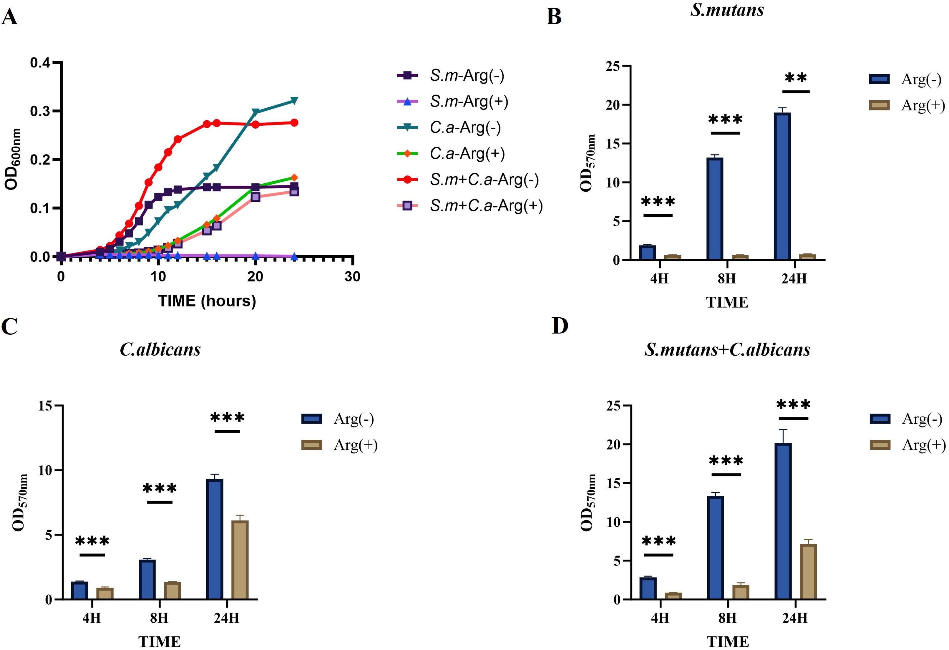 Graph A shows a biofilm growth curve comparing six conditions: Sm-Arg(-), Sm-Arg(+), Ca-Arg(-), Ca-Arg(+), Sm+Ca-Arg(-), and Sm+Ca-Arg(+), with time versus optical density at 600 nm. Graph B depicts the biofilm growth of Streptococcus mutans at 4, 8, and 24 hours, graph C illustrates the biofilm growth of Candida albicans, and graph D shows the dual-species biofilm growth of Streptococcus mutans and Candida albicans, highlighting significant differences between Arg(-) and Arg(+) conditions. Significant differences are marked by asterisks.