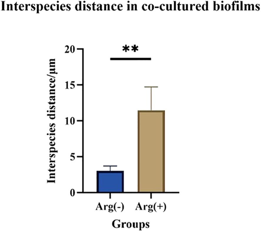 Bar chart showing biofilm thickness in micrometers for different groups: S.m, C.a, S.m+C.a, and S.m+C.a with arginine (Arg(+)) or without arginine (Arg(-)). Arg(-) bars are taller, indicating higher thickness. Statistical significance is marked with asterisks, with all groups showing significant differences.