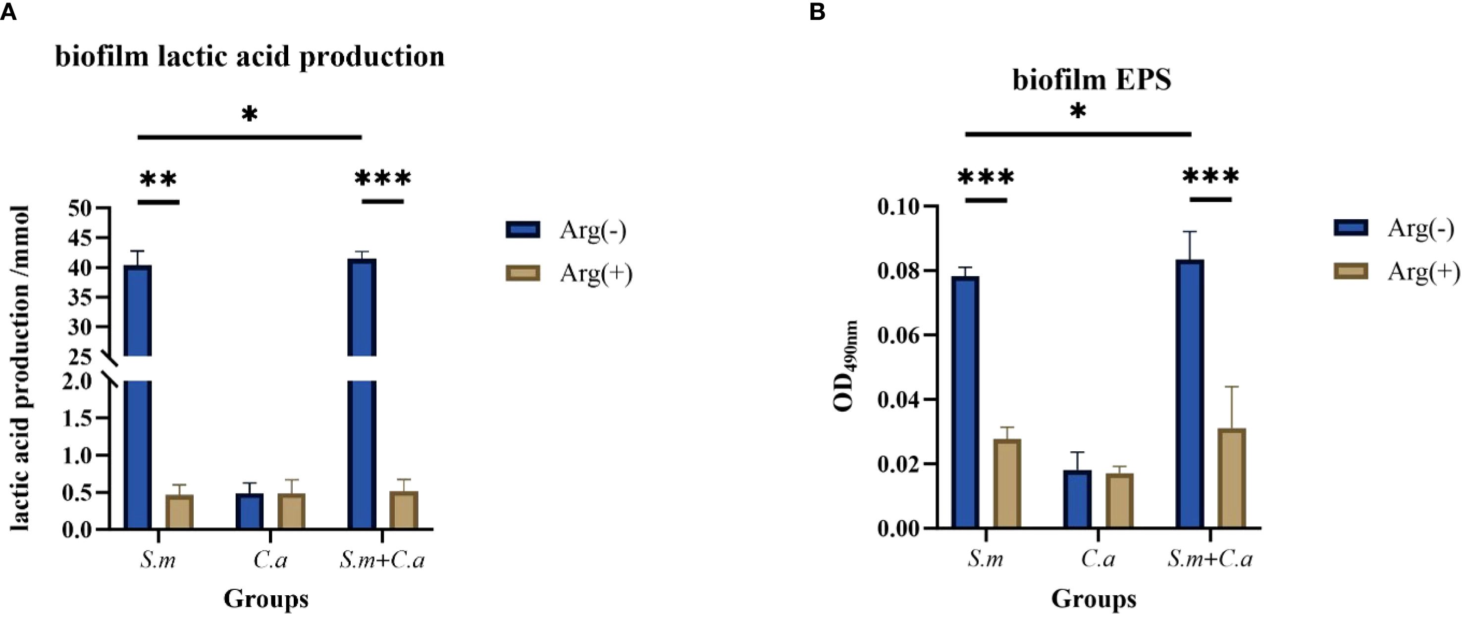 Bar charts comparing biofilm lactic acid production and biofilm EPS in different groups labeled S.m, C.a, and S.m+C.a. Chart A shows higher lactic acid production in Arg(-) compared to Arg(+), with significant differences indicated by asterisks. Chart B shows similar trends for biofilm EPS at OD490nm, with Arg(-) consistently higher. Statistical significance is marked by asterisks.