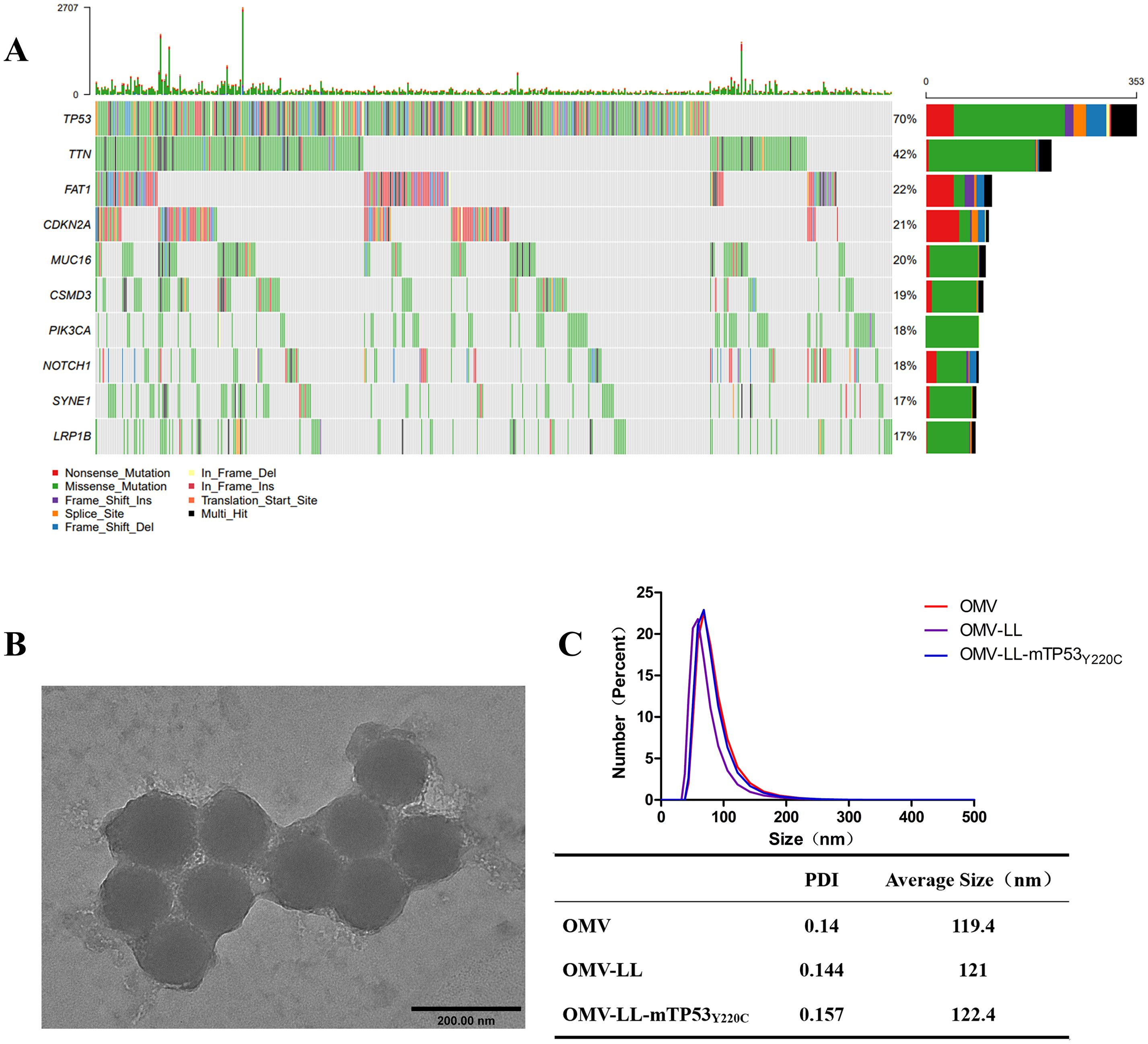 Panel A displays a mutation matrix for various genes with annotation bars indicating mutation types. Panel B shows a grayscale electron microscope image of circular structures. Panel C presents a graph comparing size distribution of different samples, with an accompanying table detailing polydispersity index (PDI) and average size in nanometers (nm) for OMV, OMV-LL, and OMV-LL-mTP53 variants.