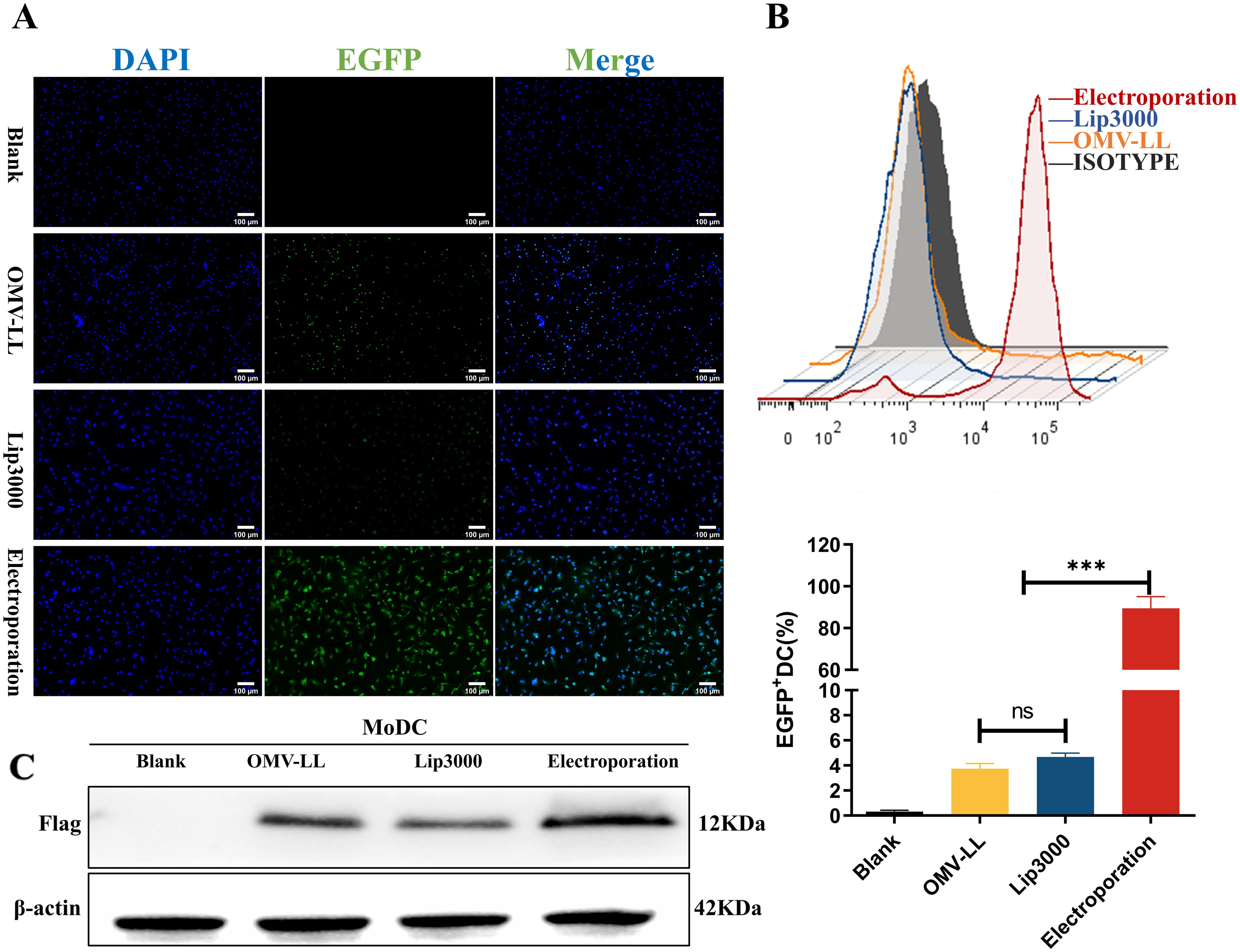Panel A shows cell images with DAPI and EGFP staining; intensity increases from Blank to Electroporation. Panel B displays a flow cytometry graph and a bar graph illustrating EGFP+ dendritic cells, with electroporation showing significantly higher expression. Panel C presents Western blots for Flag and β-actin across different conditions, highlighting increased Flag expression with electroporation.