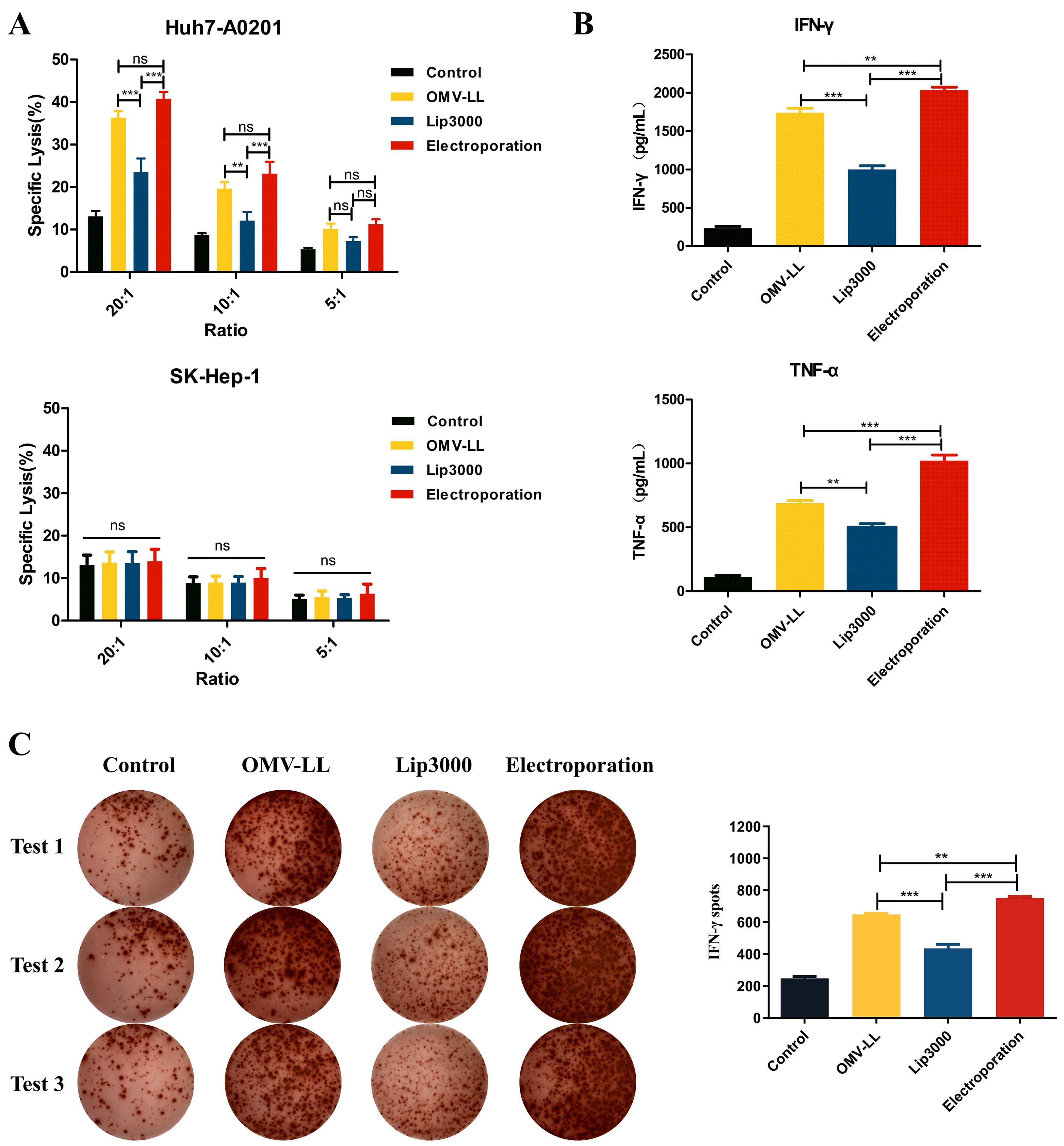 Graphical presentation of experimental data in three panels: Panel A shows bar graphs of specific lysis percentages for Huh7-A0201 and SK-Hep-1 at different ratios with statistical significance indicated. Panel B presents bar graphs for cytokine levels, interleukin IFN-γ and TNF-α, with statistical significance denoted. Panel C displays images of test wells for control, OMV-LL, Lip3000, and electroporation, alongside a bar graph showing IFN-γ spot counts with statistical significance markers.