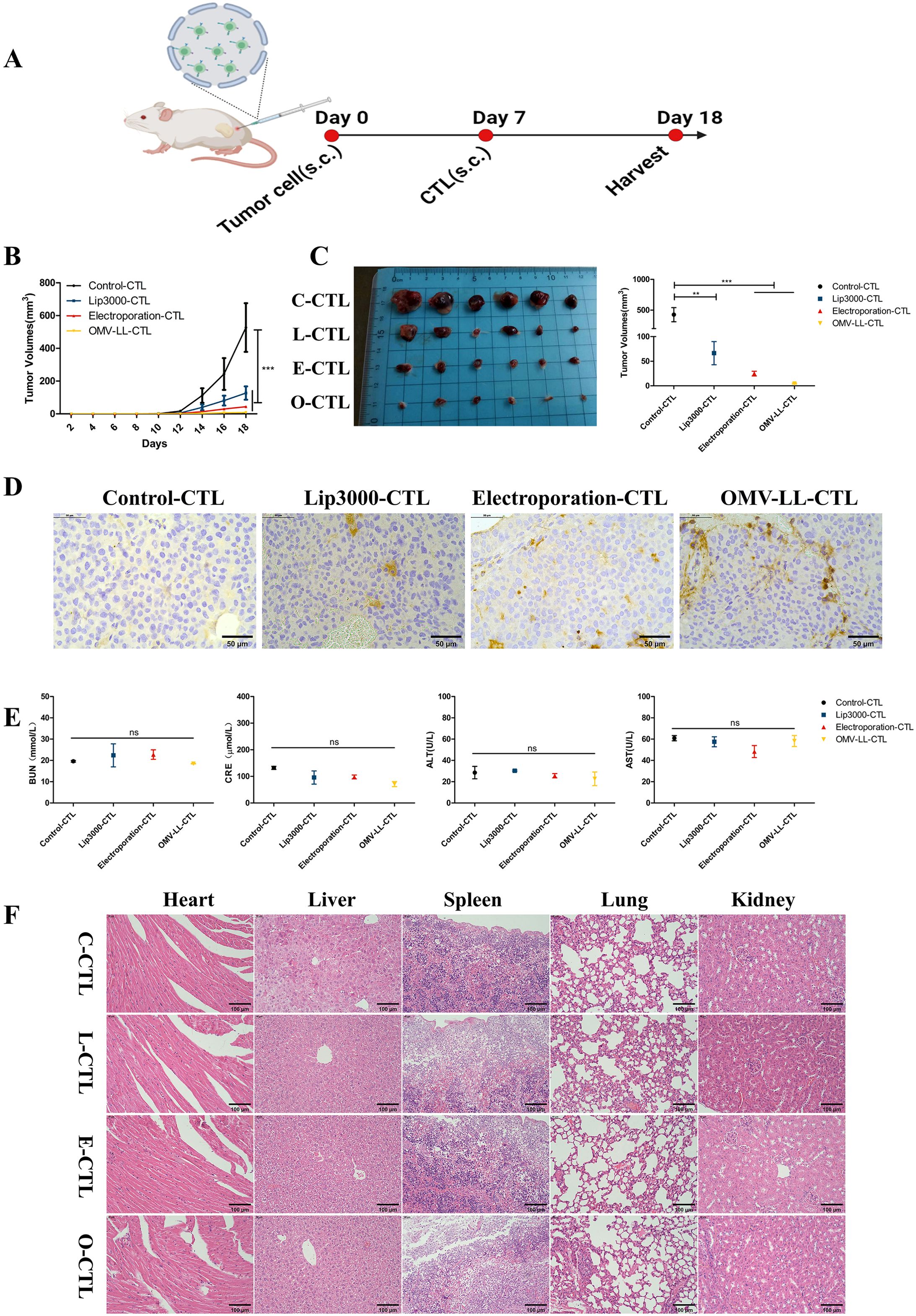 Diagram detailing an experimental timeline for CTL treatments in a mouse model, including tumor growth data and assessments. Panel A shows the injection schedule. Panel B displays a graph of tumor volumes comparing different groups over 18 days. Panel C presents images of excised tumors with a corresponding volume bar chart. Panel D includes histological slides of control and experimental groups. Panel E shows blood test results for BUN, CRE, ALT, and AST. Panel F features histological images of various organs across treatment groups.