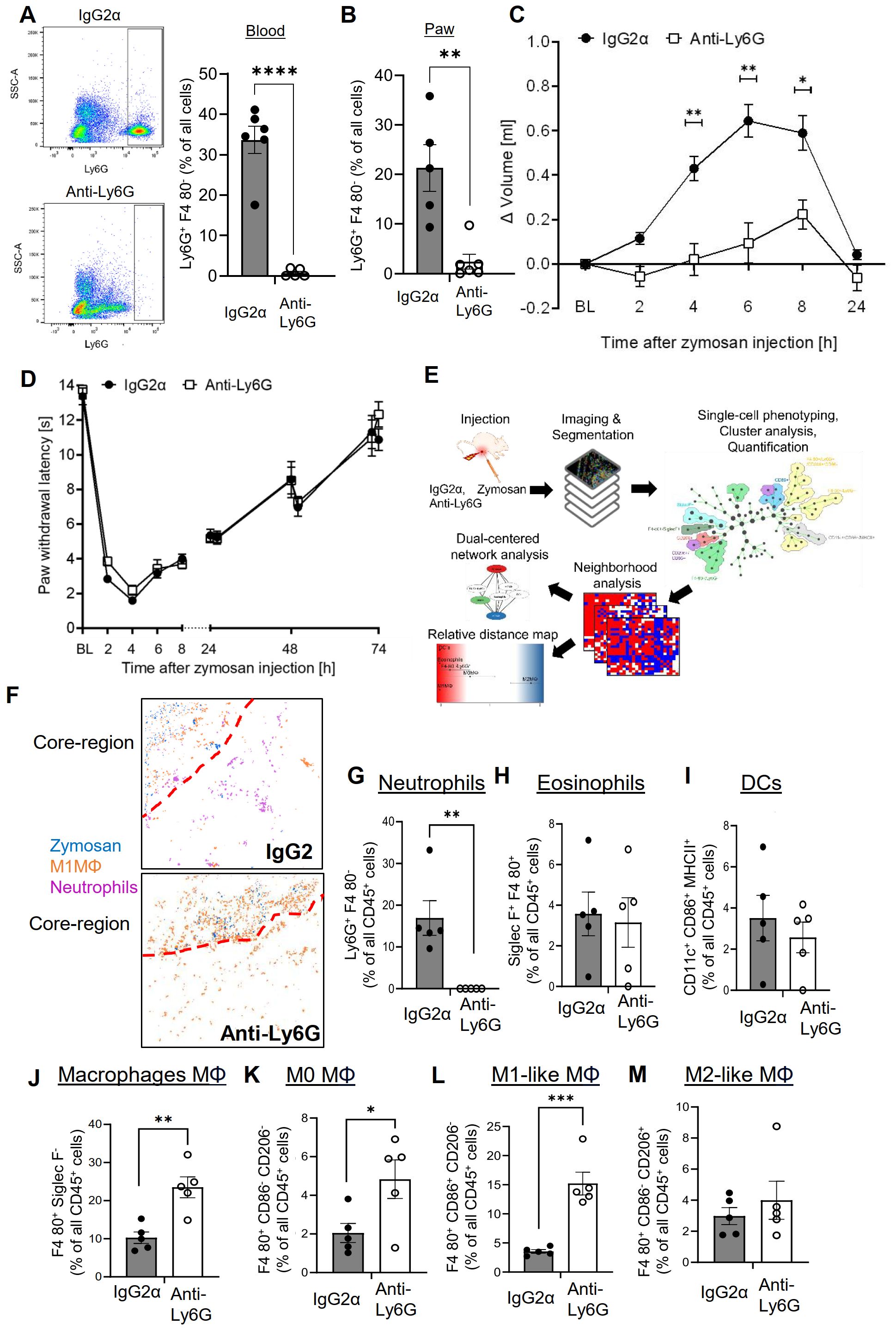 Graphs and charts compare the effects of IgG2α and Anti-Ly6G treatments in various cellular responses after zymosan injection. Panels A and B show flow cytometry data for blood and paw samples, respectively. Panel C displays a line graph of volume changes over time. Panel D depicts paw withdrawal latency. Panel E outlines an experimental workflow diagram. Panel F visualizes core regions with different colored markers. Panels G to M present bar graphs for neutrophils, eosinophils, dendritic cells, macrophages (MΦ), M0 MΦ, M1-like MΦ, and M2-like MΦ, highlighting significant differences between treatments.