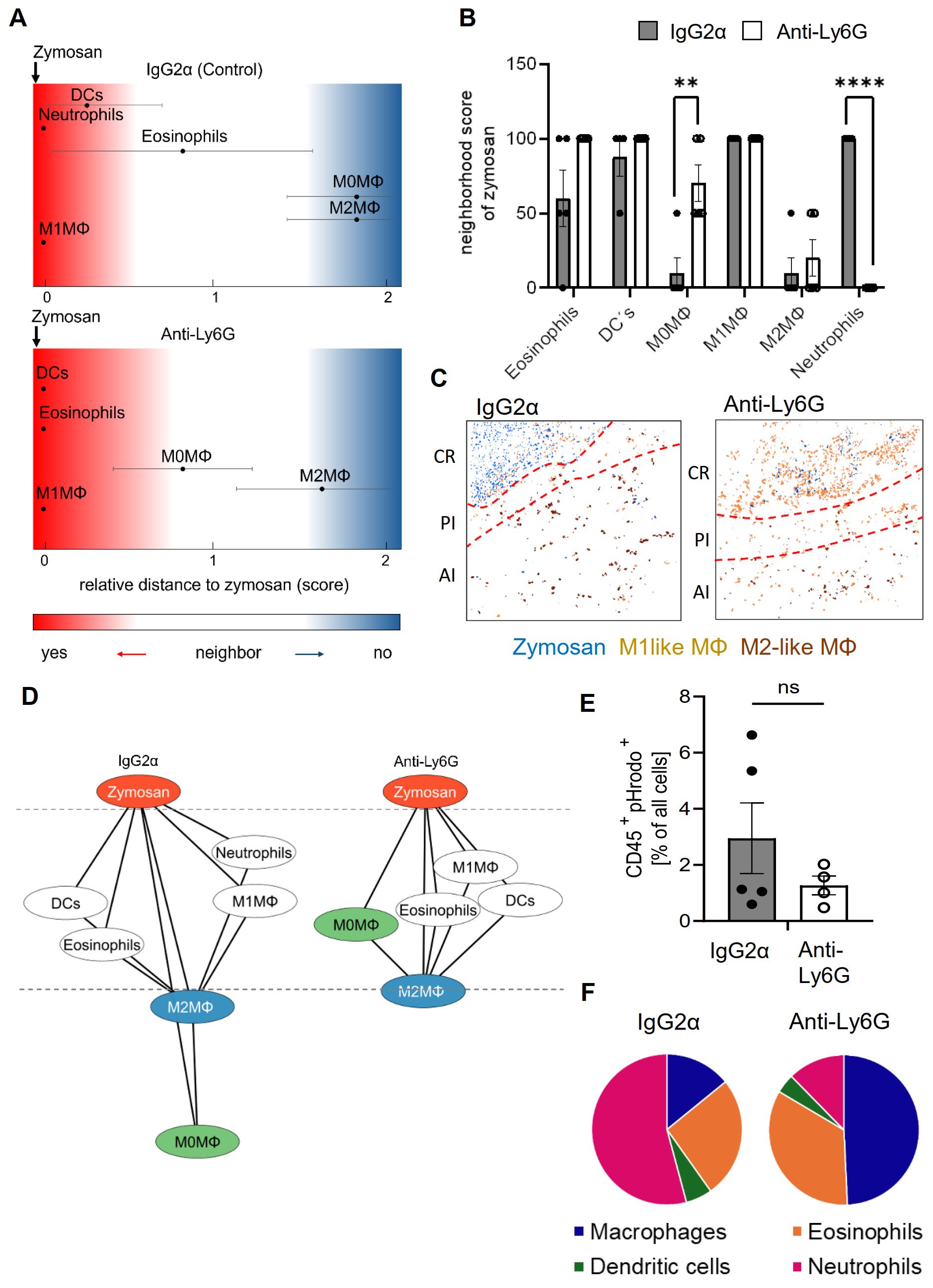 Scientific figure consisting of multiple panels showing data on immune cell interaction. Panel A displays graphs with gradient backgrounds indicating relative distance to zymosan under IgG2α and Anti-Ly6G treatments. Panel B presents a bar graph comparing neighborhood scores of zymosan among different immune cells, showing statistically significant differences. Panel C includes two images showing cell distribution under IgG2α and Anti-Ly6G treatments, highlighting different macrophage types. Panel D illustrates network diagrams of cell interactions under both treatments. Panel E presents a bar chart of CD45+ cells as a percentage of all cells. Panel F contains two pie charts contrasting the proportion of macrophages, eosinophils, dendritic cells, and neutrophils between treatments.