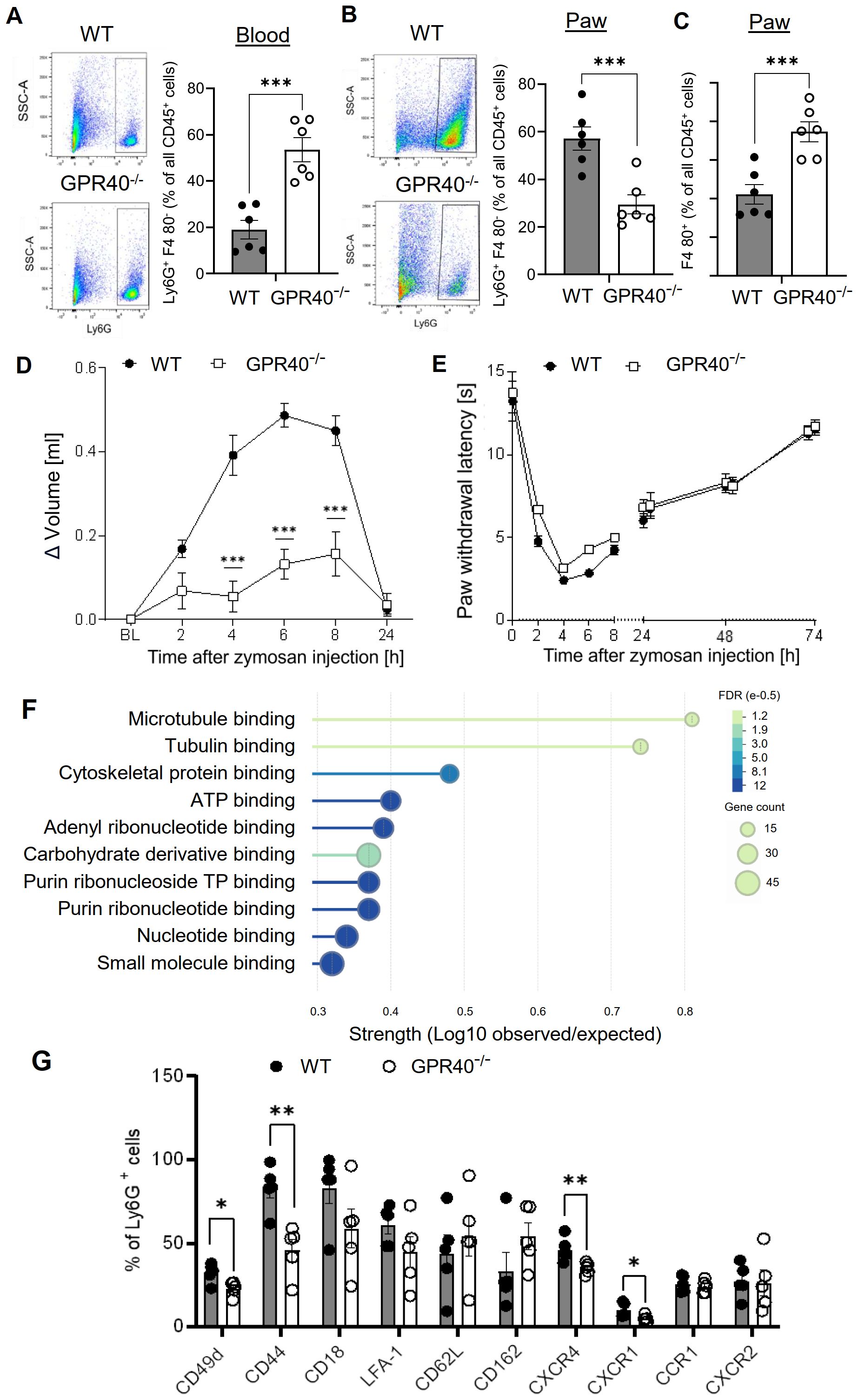 Flow cytometry and bar plots in panels A-C show the percentage of cells expressing specific markers in wild-type (WT) and GPR40 knockout (GPR40⁻/⁻) mice, highlighting significant differences. Line graphs in panels D and E depict changes in paw swelling and withdrawal latency over time post-zymosan injection, comparing WT and GPR40⁻/⁻ mice. Panel F presents a dot plot of gene binding affinities, with dots sized and colored by gene count and false discovery rate. Panel G displays a bar graph of cell surface marker percentages in different cell populations for WT and GPR40⁻/⁻ mice, indicating statistical significance.
