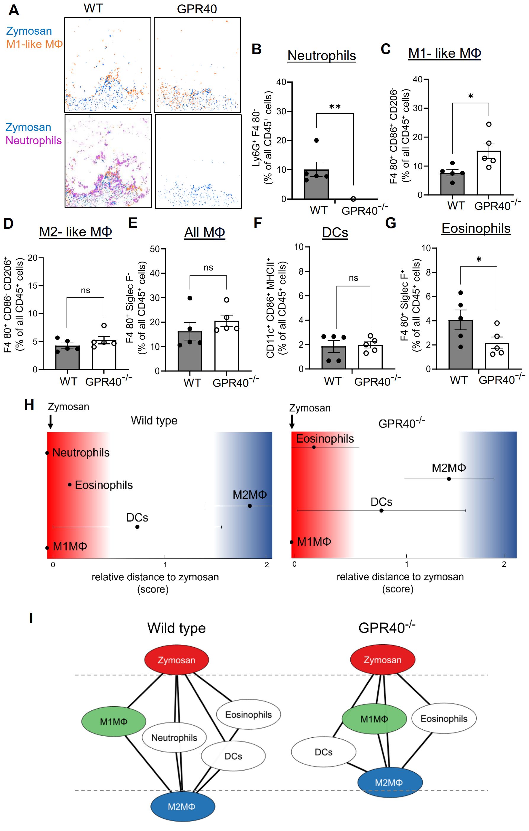 Panel A shows cell patterns for WT and GPR40-deficient mice with zymosan exposure, highlighting M1-like macrophages and neutrophils. Panels B to G are bar graphs comparing percentages of neutrophils, M1-like macrophages, M2-like macrophages, all macrophages, dendritic cells, and eosinophils between WT and GPR40-deficient mice, noting significant differences. Panel H displays graphs of relative distance to zymosan for different immune cells in WT and GPR40-deficient mice. Panel I illustrates network diagrams showing interactions between zymosan and immune cells in WT and GPR40-deficient conditions.