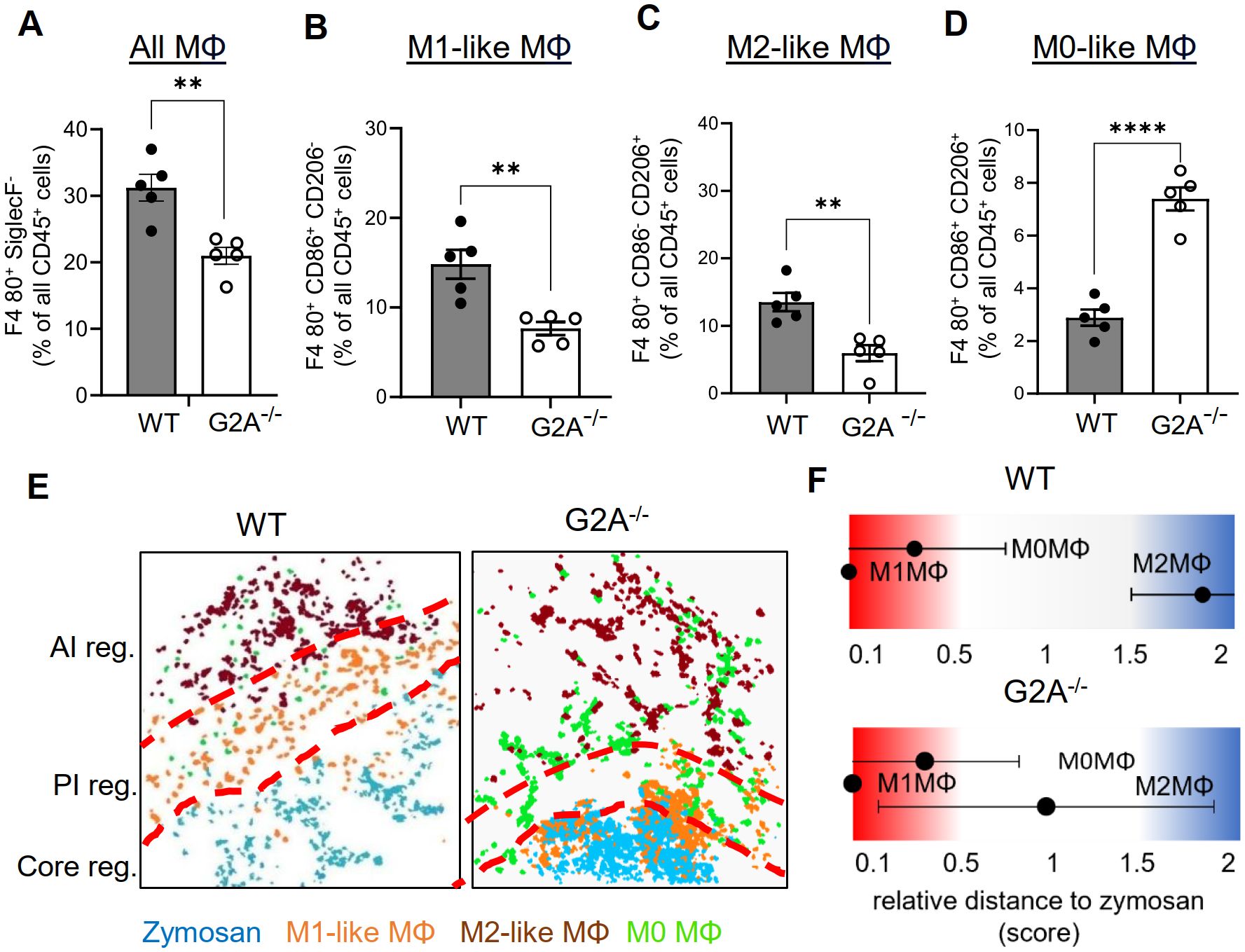 Graphs A to D show percentages of different macrophage types, comparing WT and G2A-/- groups. WT has higher percentages of all macrophages and M1-like macrophages, while G2A-/- shows a higher percentage of M0-like macrophages. Panel E displays color-coded macrophage distribution in WT and G2A-/- models, with regions labeled AI, PI, and Core. The heatmap F illustrates relative distance scores of macrophage types to zymosan in both groups, with differences in distribution patterns.
