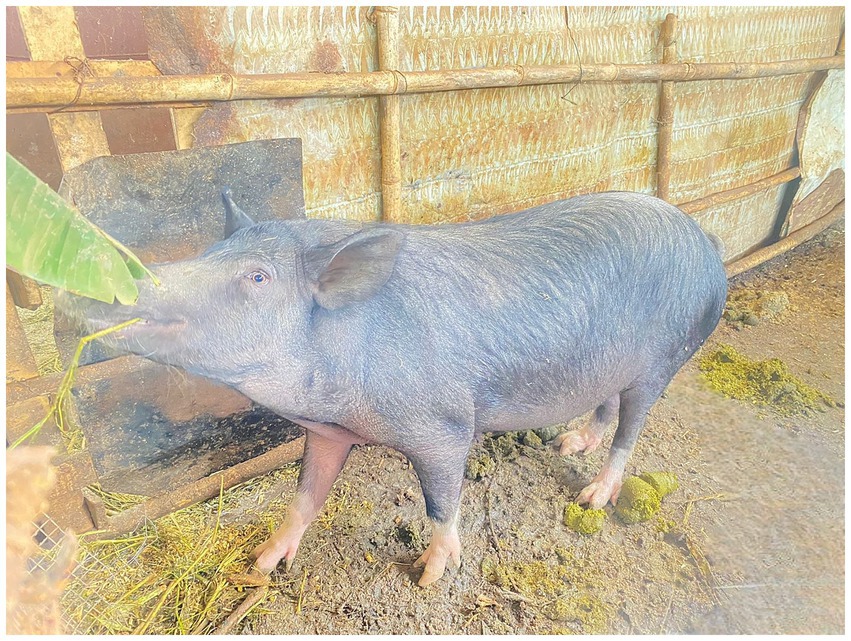 A black pig stands in a rustic enclosure, nibbling on a green leaf. The setting includes wooden and metal elements with scattered hay and grass on the ground.