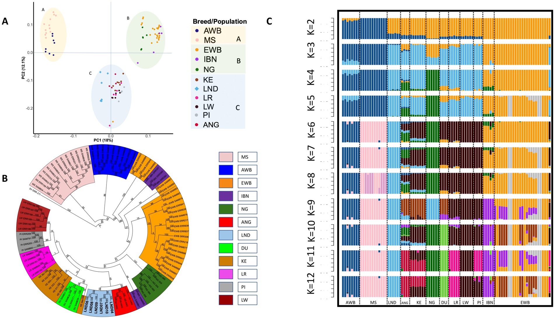 Three panels display genetic data. Panel A shows a scatter plot with three groups of data points based on principal component analysis, labeled A, B, and C. Panel B is a circular dendrogram illustrating genetic relationships among breeds, color-coded by breed or population. Panel C presents a series of stacked bar charts for different values of K, representing genetic admixture in various breeds. A color legend identifies each breed or population.