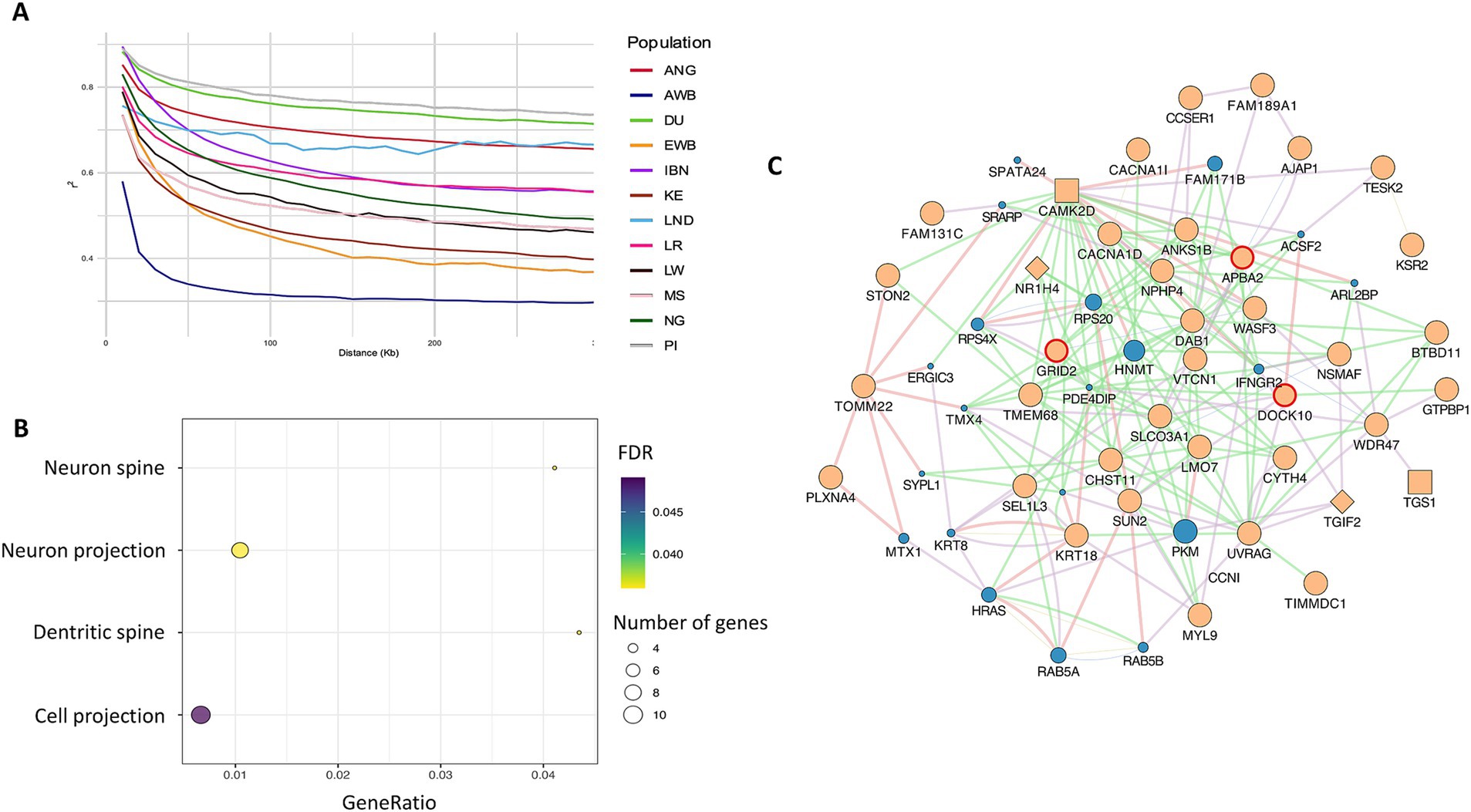 Panel A shows a line graph depicting the decay of linkage disequilibrium with distance for different populations, represented by variously colored lines. Panel B presents a dot plot illustrating gene ratios related to neuron spine, neuron projection, dendritic spine, and cell projection, with colors indicating false discovery rate and dot size representing the number of genes. Panel C is a network diagram mapping the interactions between various genes, represented by nodes and connected by colored lines.