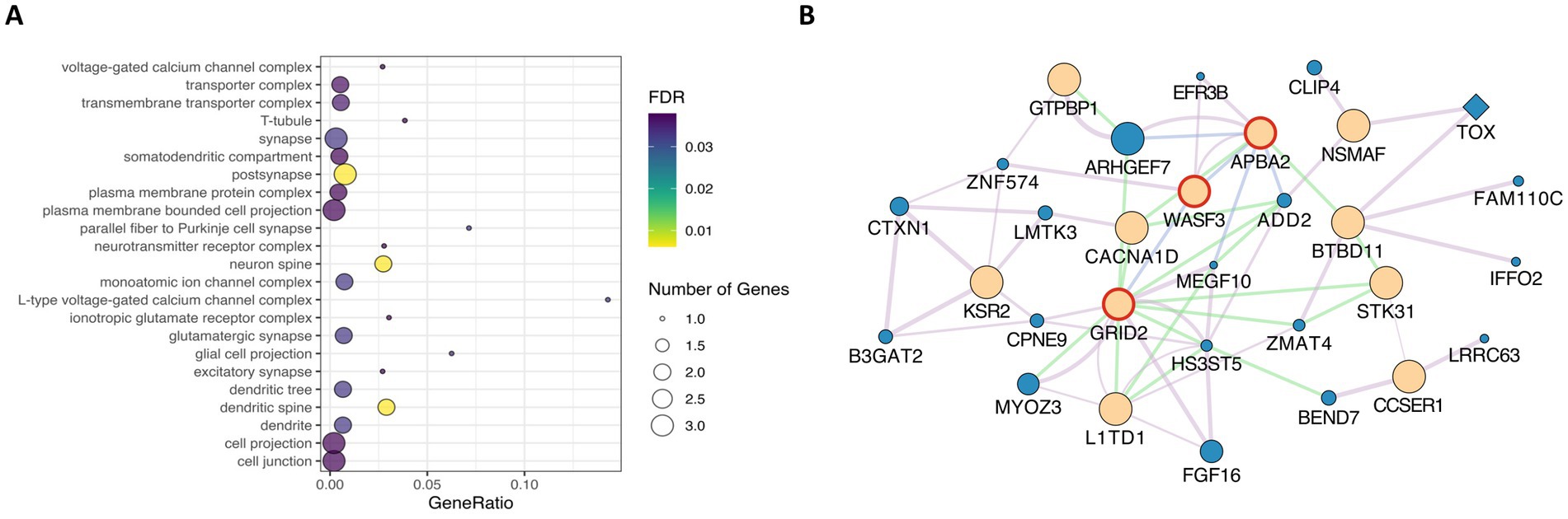 Panel A shows a dot plot of gene sets related to cellular and synaptic components. Dots are colored by the false discovery rate (FDR) and sized by the number of genes, indicating the gene ratio. Panel B presents a network diagram with colored nodes representing different genes, interlinked by lines signifying gene-gene interactions. Nodes are colored and sized differently, with notable genes like GRID2 highlighted in red.