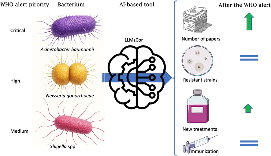Diagram showing WHO alert priorities for bacteria and an AI-based tool called LLMzCor. Bacteria listed are Acinetobacter baumannii (critical), Neisseria gonorrhoeae (high), and Shigella spp (medium). After the WHO alert, the number of papers increases, resistant strains remain the same, new treatments increase, and immunization stays constant.