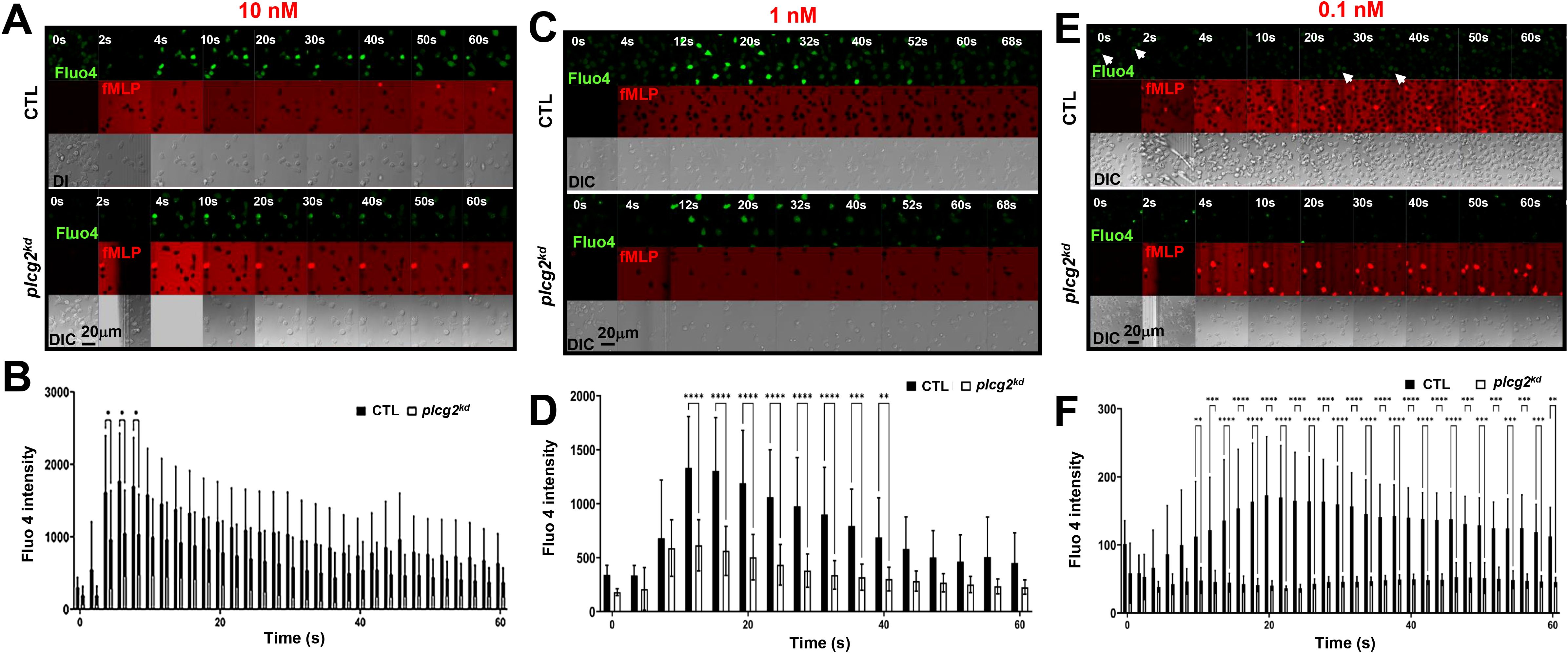 Sequential panels showing fluorescence microscopy images (A, C, E) with green and red fluorescence (Fluo4 and fMLP) at various time points (0s to 60s), comparing CTL and plcg2^kd samples at concentrations of 10 nM, 1 nM, and 0.1 nM. Associated line graphs (B, D, F) show Fluo4 intensity against time, indicating differences between CTL and plcg2^kd treatments.