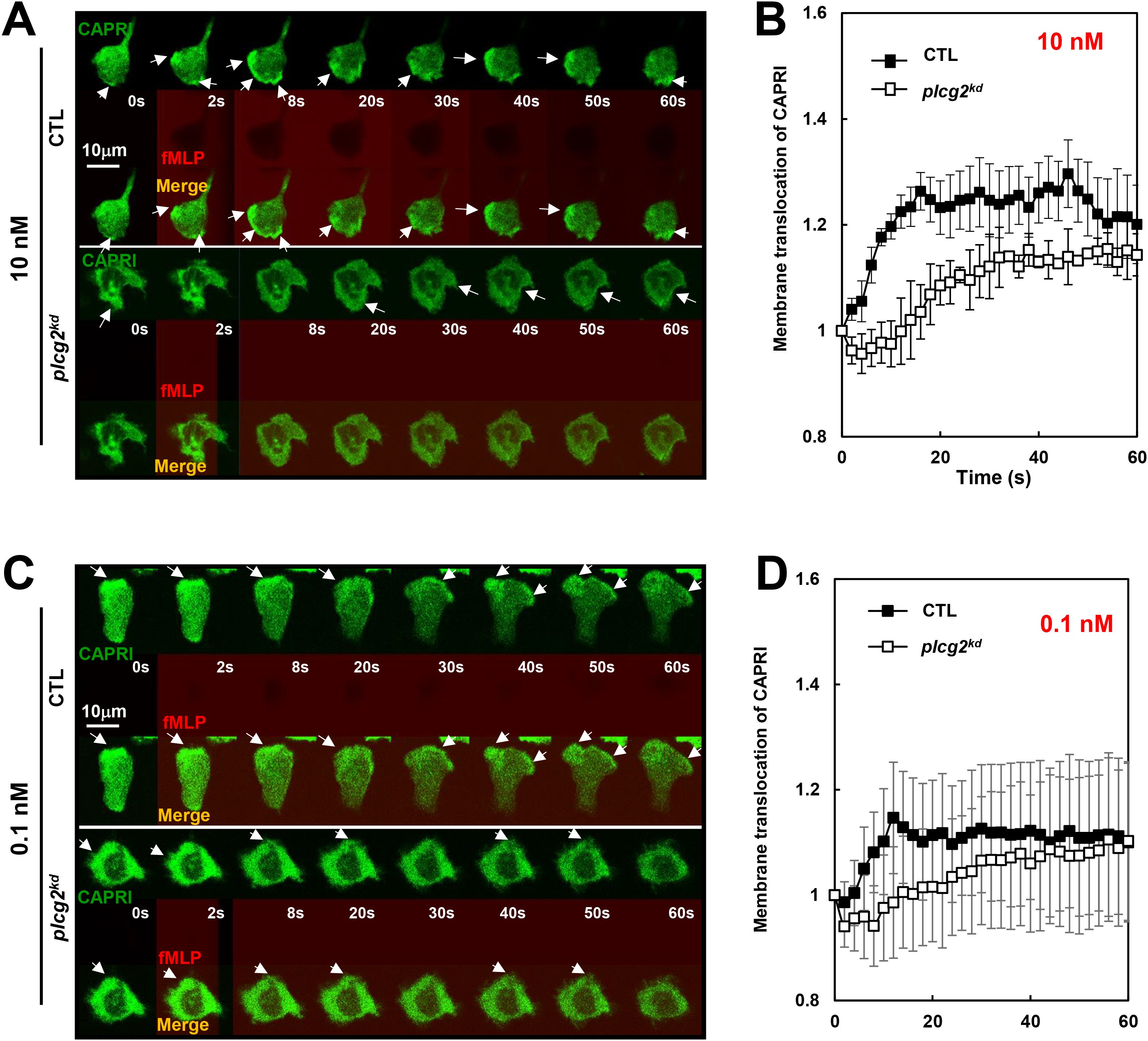 Fluorescence microscopy images and graphs. Panels A and C show CAPRI translocation in cells over time at 10 nanometer and 0.1 nanometer concentrations of fMLP, respectively, with control and PLCγ2^kd conditions. Images include CAPRI, fMLP, and merged views at intervals from 0 to 60 seconds. Panels B and D display graphs of membrane translocation data over time, indicating differences between control and PLCγ2^kd cells for each concentration.