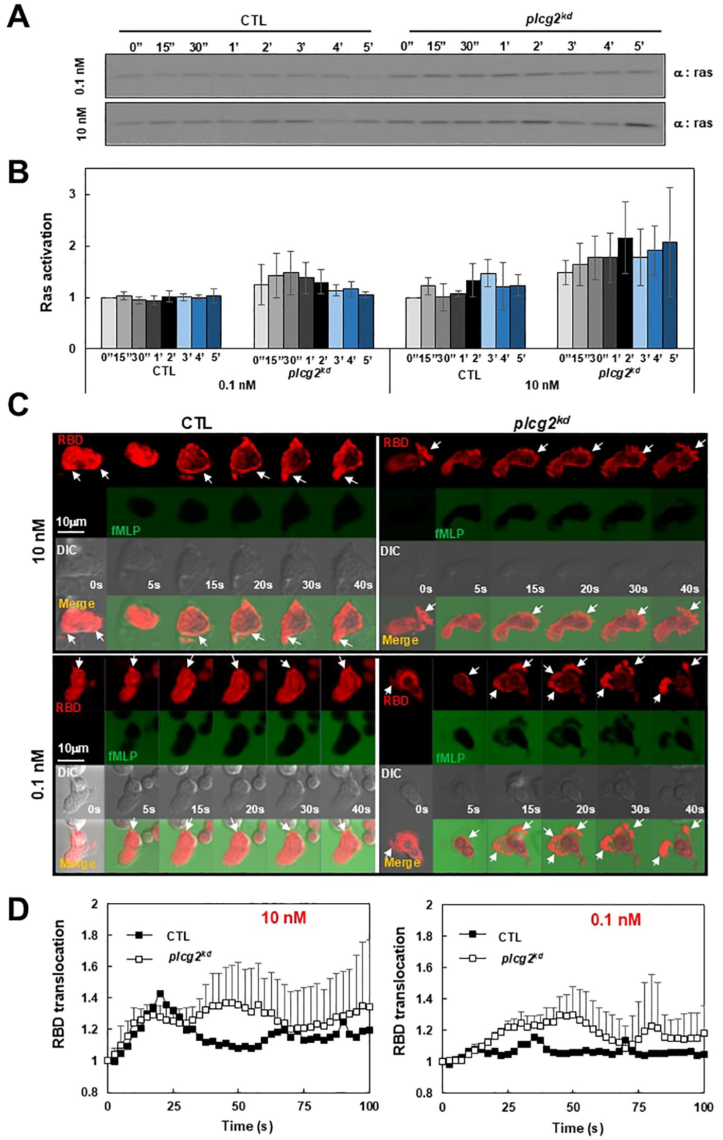 Composite image illustrating cellular and molecular analyses in control (CTL) and plcg2^kd conditions. Panel A shows a western blot indicating Ras activation levels at different time intervals and concentrations (0.1 nM and 10 nM). Panel B presents a bar graph quantifying Ras activation in both conditions at the same intervals and concentrations as panel A. Panel C provides fluorescence microscopy images showing RBD, fMLP, and merged views at 10 nM and 0.1 nM concentrations, highlighting cellular localization changes over time. Panel D features line graphs tracking RBD translocation over time at 10 nM and 0.1 nM concentrations, comparing CTL and plcg2^kd conditions.