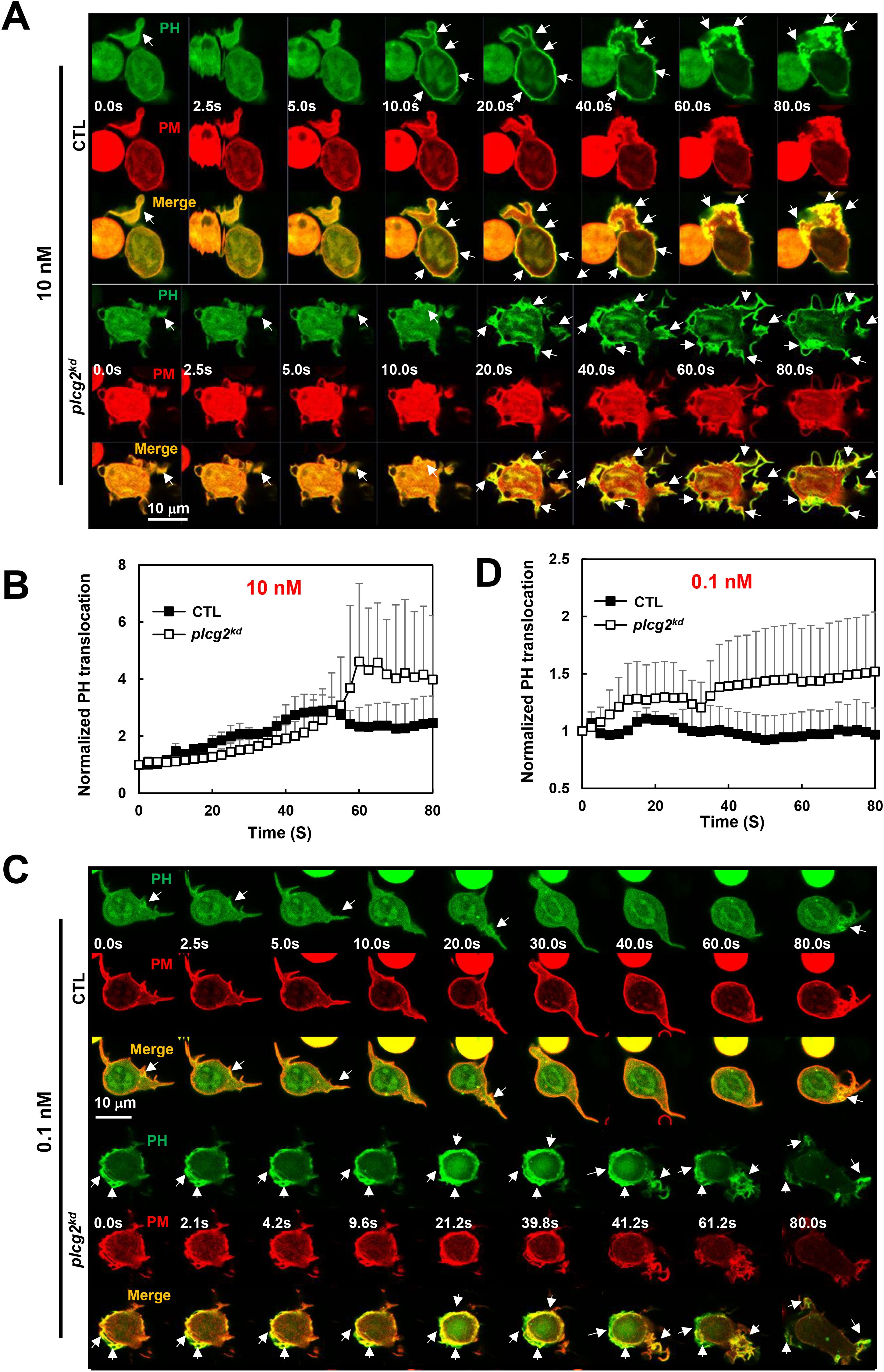 Panel A shows fluorescence microscopy images of cells treated with 10 nM ligand. Two conditions are compared: CTL and plcg2^kd, with green representing PH domain and red representing PM. Arrows indicate points of interest. Panels B and D are line graphs measuring normalized PH translocation over time at 10 nM and 0.1 nM, respectively. Panel C depicts similar images as A but with 0.1 nM ligand. The scale bar indicates 10 micrometers.