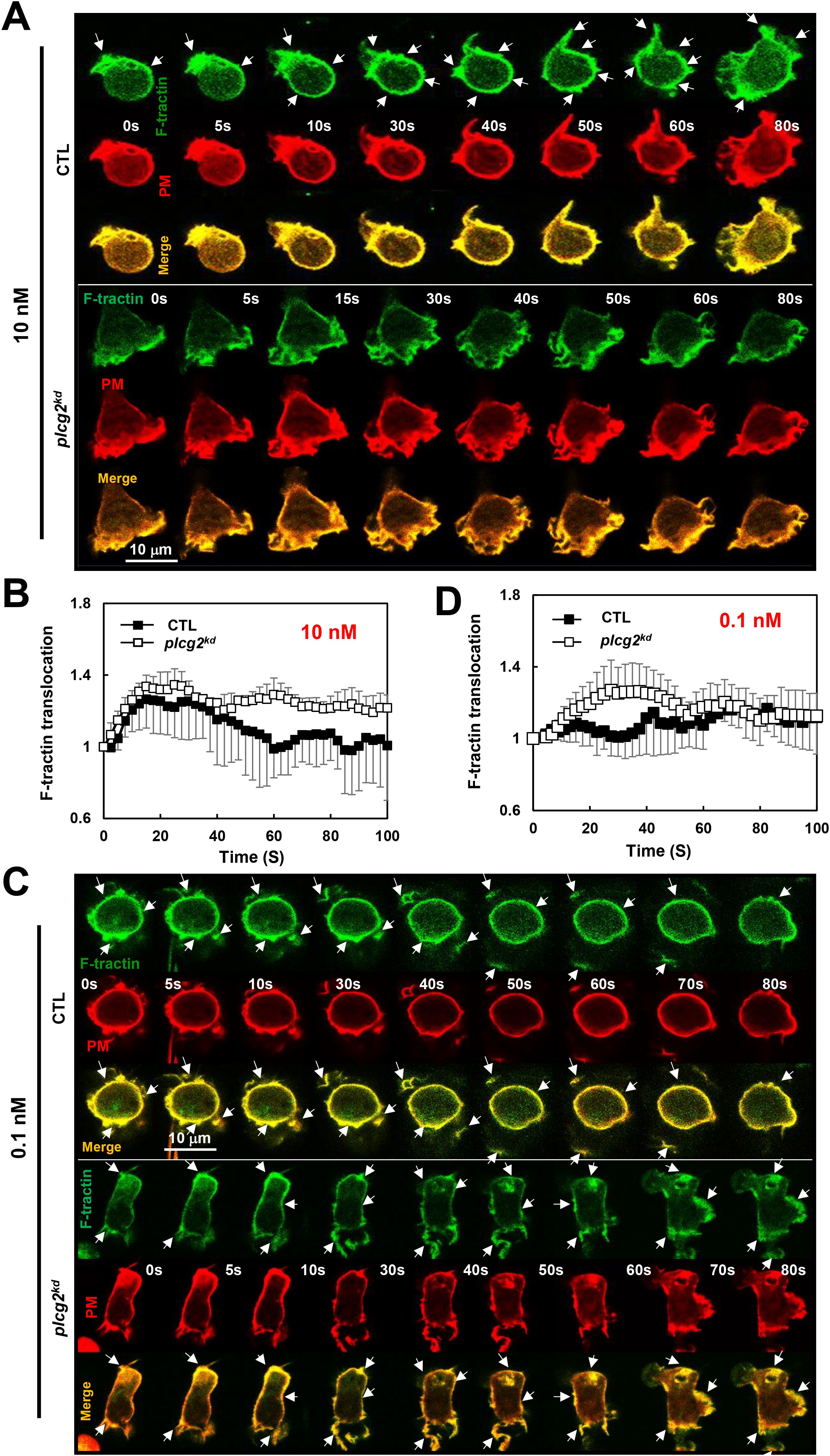 Panel A shows time-lapse images of F-tractin and PM fluorescence in green and red respectively for CTL and plcg2 knockdown cells at 10 nanomolar. Panel B is a graph depicting F-tractin translocation over time for CTL and plcg2 knockdown at 10 nanomolar. Panel C presents similar time-lapse images at 0.1 nanomolar. Panel D displays a graph of F-tractin translocation at 0.1 nanomolar for the same conditions. White arrows in images highlight relevant cellular structures.
