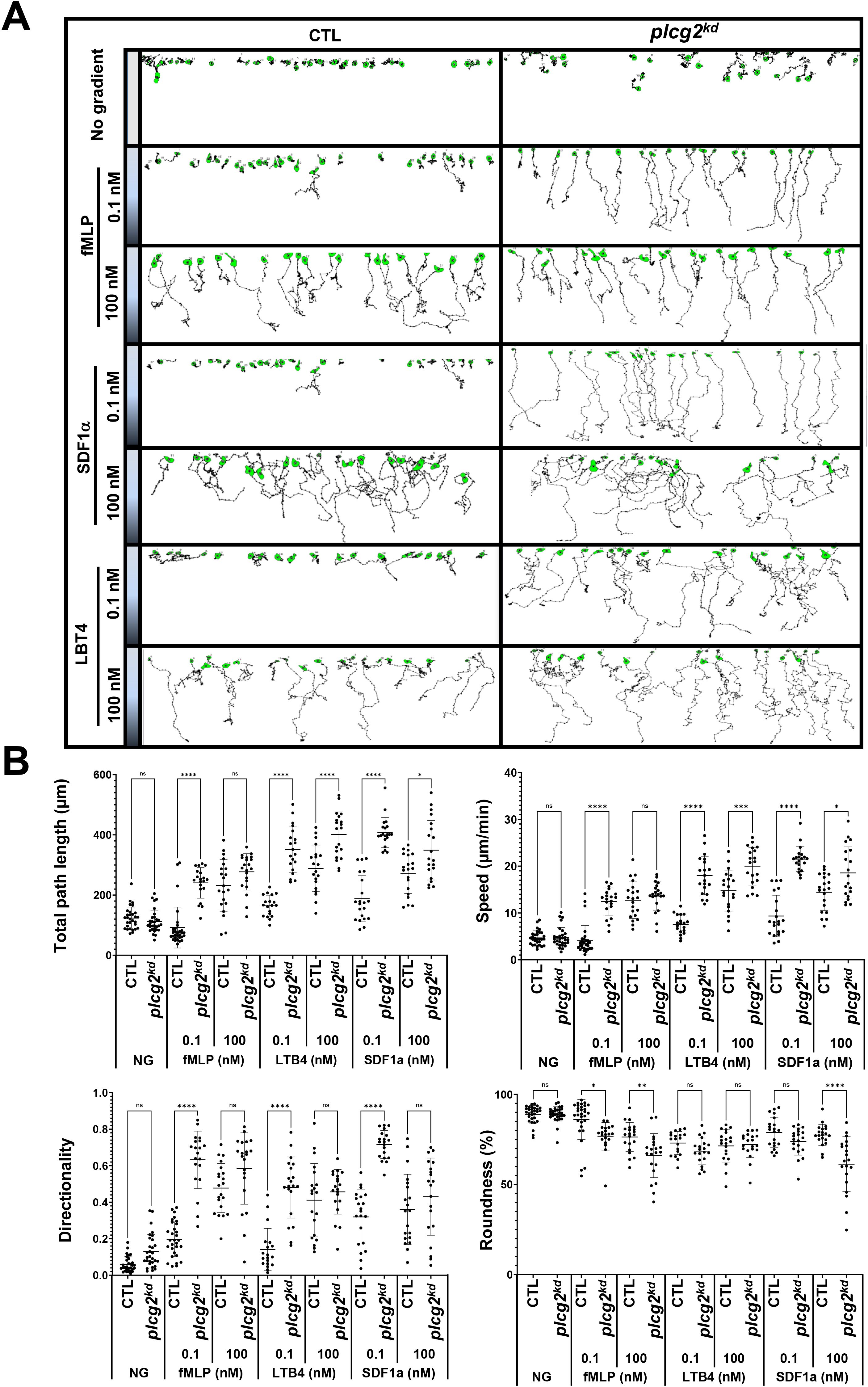 Panel A shows tracks of migrating cells under different conditions for CTL and plcg2kd groups with varying concentrations of fMLP, SDF1α, and LTB4, highlighted in green. Panel B displays graphs comparing total path length, speed, directionality, and roundness of cells under the same conditions. Statistical significance is denoted by asterisks.