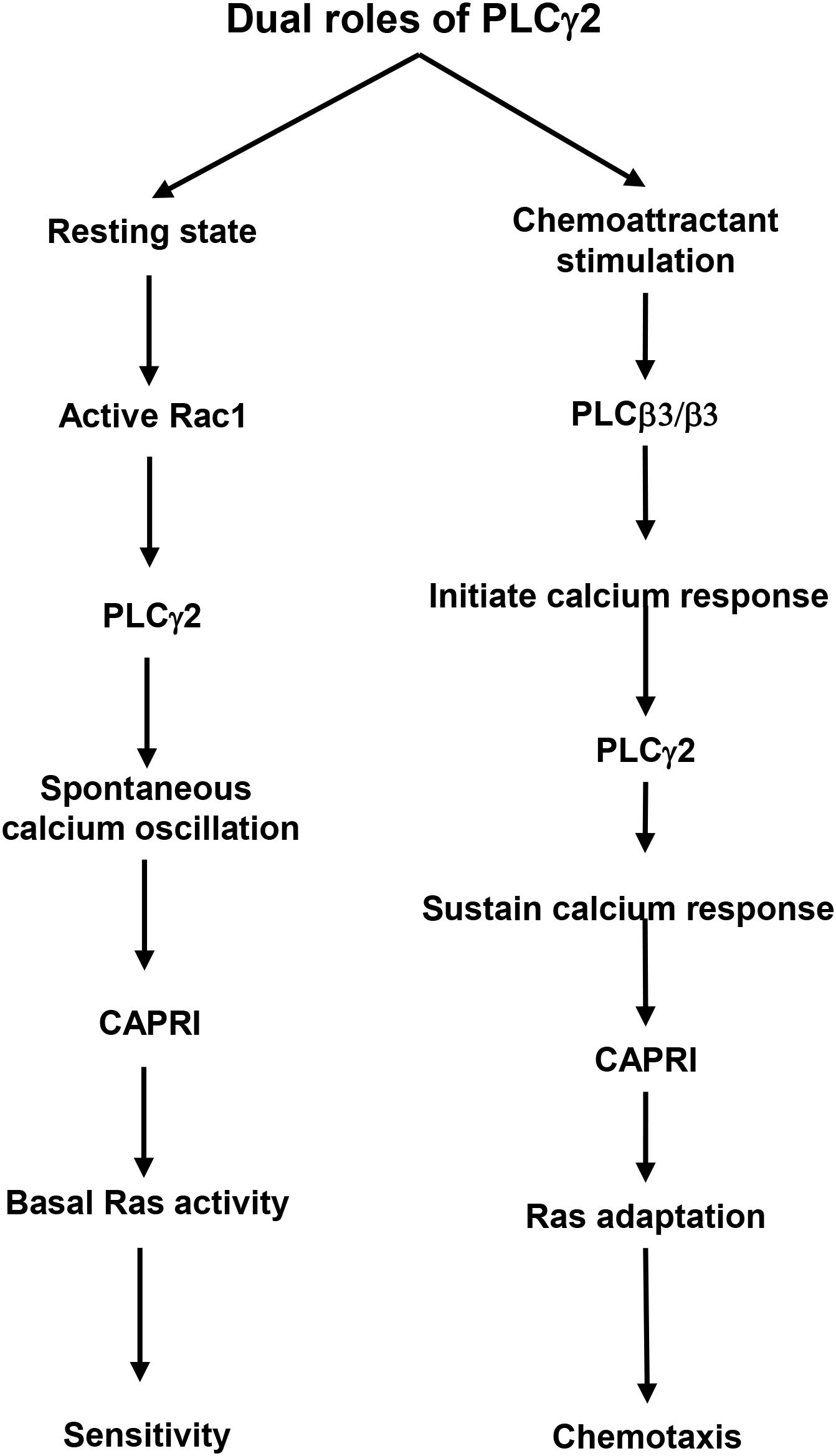 Flowchart titled āDual roles of PLCγ2ā depicting two pathways. The left pathway starts from āResting stateā to āActive Rac1,ā leading to āPLCγ2,ā then āSpontaneous calcium oscillation,ā followed by āCAPRI,ā āBasal Ras activity,ā and ends with āSensitivity.ā The right pathway begins with āChemoattractant stimulation,ā āPLCβ3/β3,ā then āInitiate calcium response,ā continues to āPLCγ2,ā āSustain calcium response,ā āCAPRI,ā āRas adaptation,ā and concludes with āChemotaxis.