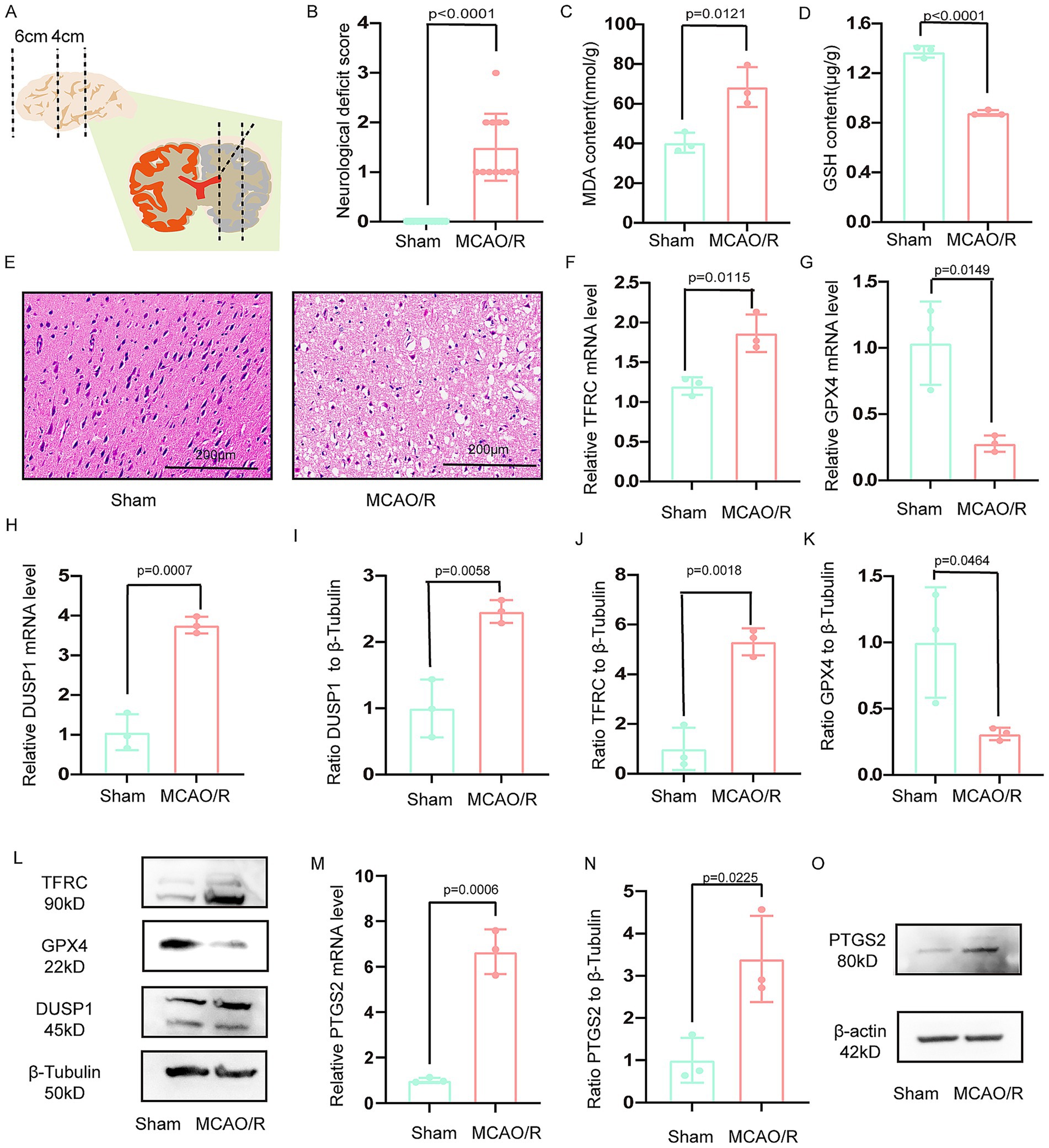 Composite image featuring diagrams, graphs, and microscopy images. Panel A shows a brain schematic. Panels B-D present bar graphs comparing neurological deficit scores, MDA content, and GSH content between Sham and MCAO/R groups. Panel E includes histological images of brain tissue from both groups. Panels F-N show bar graphs of mRNA levels and protein ratios for TFRC, GPX4, DUSP1, and PTGS2, with significance indicated. Panel L displays Western blots for these proteins. Panel O contains Western blot images for PTGS2 and β-actin. All data highlight differences between Sham and MCAO/R treatments with statistical annotations.