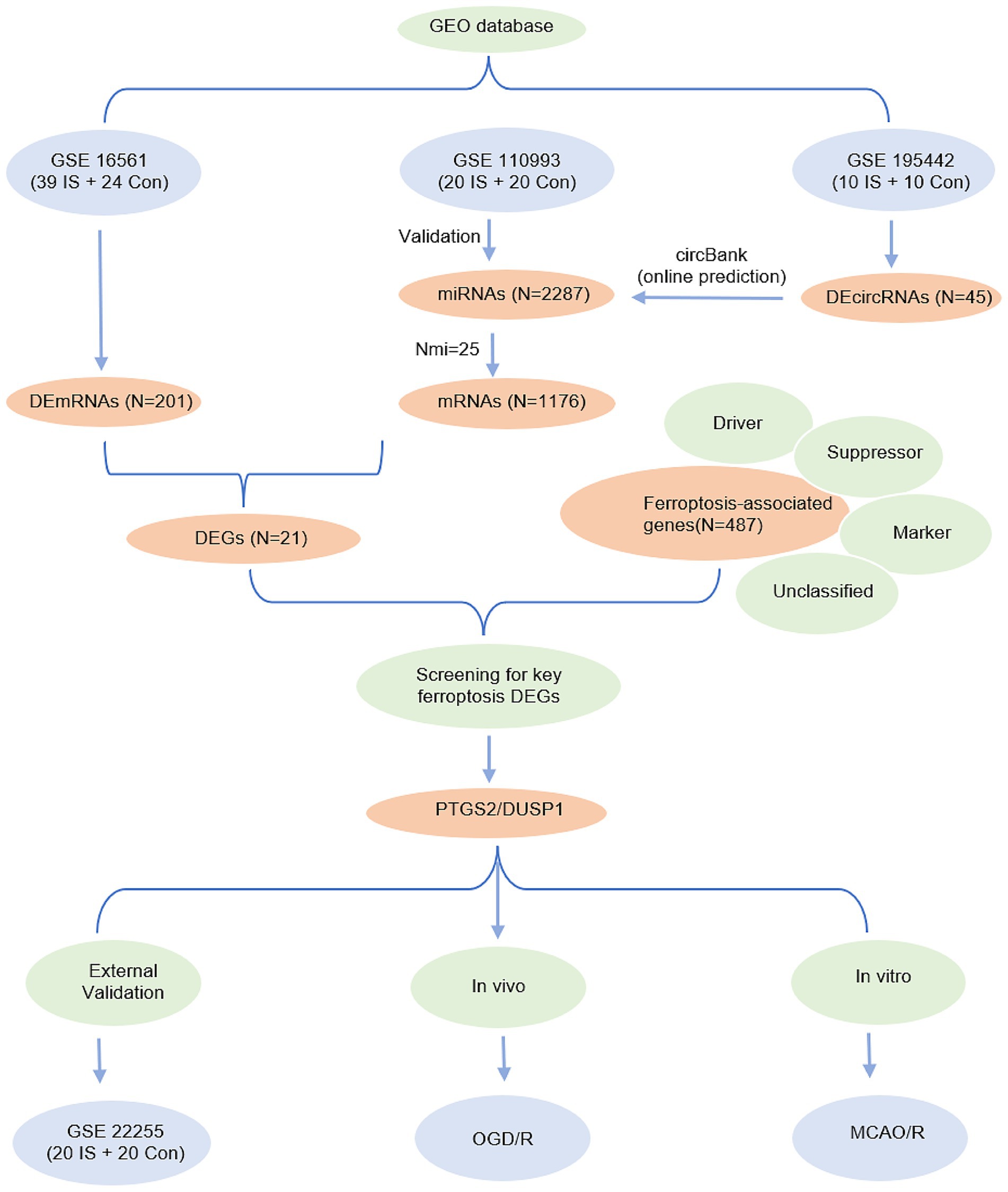 Flowchart depicting the research process from GEO database analysis. It starts with three studies: GSE 16561, GSE 110993, and GSE 195442, identifying differentially expressed mRNAs, miRNAs, and circRNAs. Further validation and online prediction are done through circBank. Ferroptosis-associated genes are categorized as driver, suppressor, marker, or unclassified. After identifying key ferroptosis DEGs, PTGS2/DUSP1 undergoes external validation. Subsequent processes include in vivo and in vitro testing, specifically OGD/R and MCAO/R.