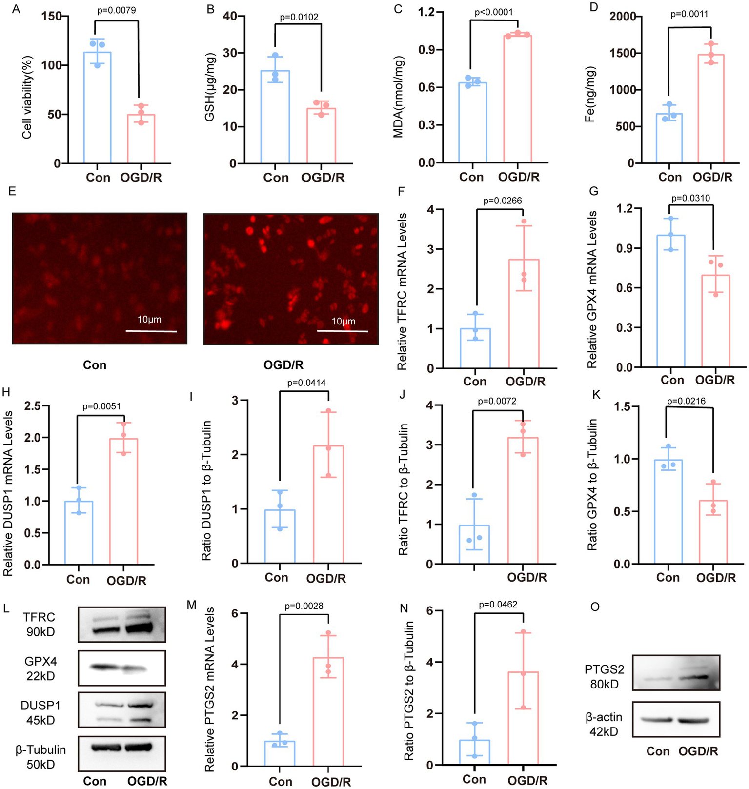 A set of charts and images comparing control (Con) and OGD/R conditions in biological experiments. Panels A-D show bar graphs of cell viability, GSH, MDA, and Fe levels with significant differences indicated. Panel E shows fluorescence images of cells under each condition. Panels F-K depict bar graphs of mRNA and protein ratios, all showing significant differences. Panel L and O display Western blot results for TFRC, GPX4, DUSP1, and PTGS2 with target proteins alongside beta-tubulin or beta-actin. Panel M-N includes bar graphs of PTGS2 mRNA levels. Data highlights differences in cellular responses between conditions.