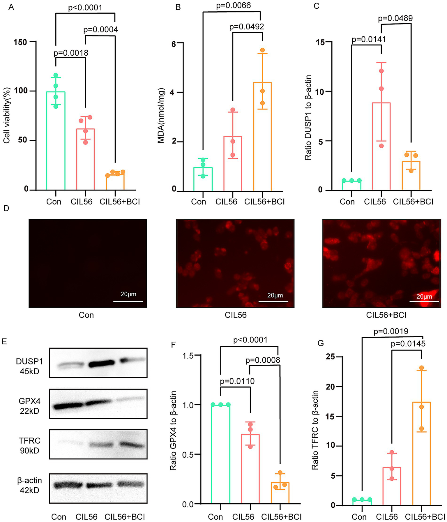 Graphs and images illustrating the effects of treatments Con, CIL56, and CIL56+BCI. Graph A shows cell viability percentages, with the Con group having the highest viability. Graph B illustrates MDA levels, with CIL56+BCI showing the highest increase. Graph C compares the DUSP1 to β-actin ratio, showing higher levels in CIL56. Images D and E show cell micrographs for Con and CIL56 treatments. Graph F displays the GPX4 to β-actin ratio, with Con having the highest. Graph G indicates the TFRC to β-actin ratio, with CIL56+BCI highest. Statistical significance denoted by p-values.
